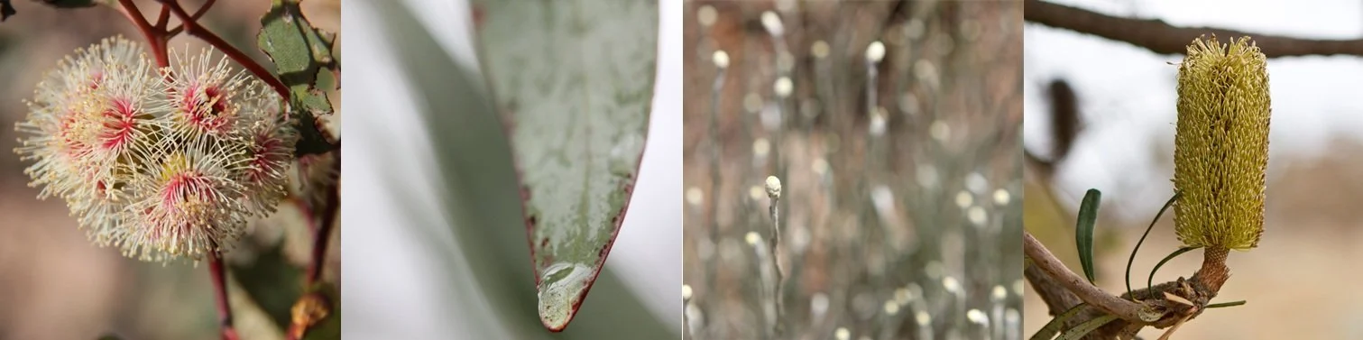 Collage of four photographic images taken by Hannah Nicholas that show various plants: a close-up of spiky pink and white flowers, a leaf with a water droplet, thin stalks with small buds, and a cylindrical yellow-green flower cluster on a branch.