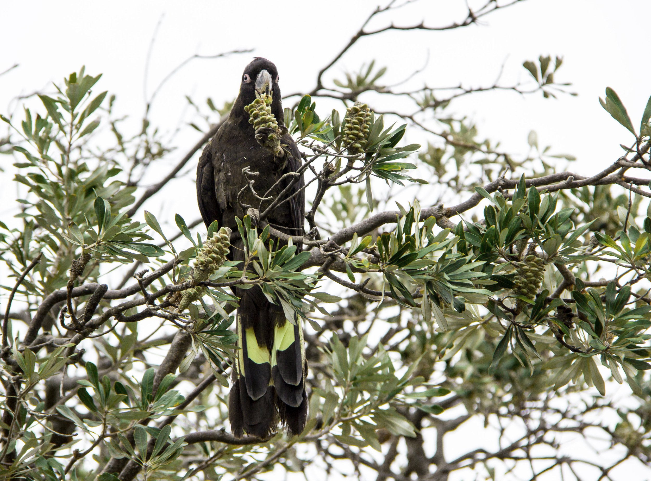 Yellow-tailed Black Cockatoo II