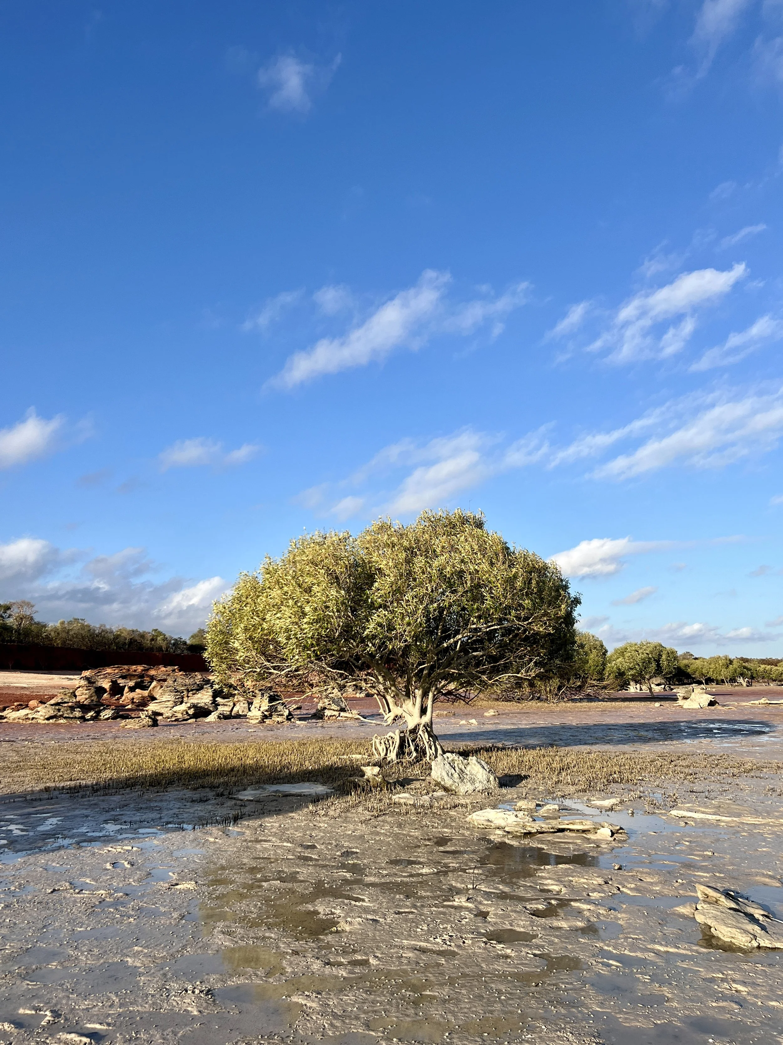 The mangrove tree, Roebuck Bay (vertical)