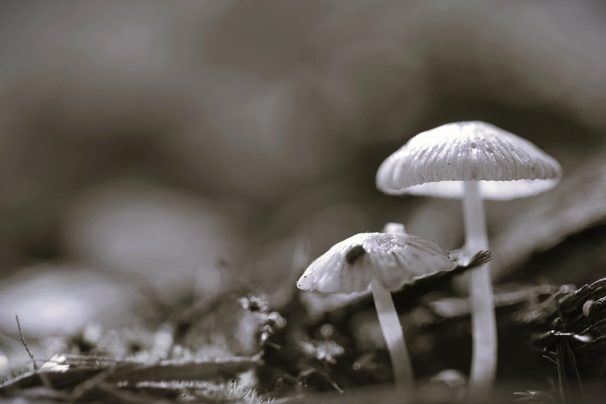 Fungi IV in black & white