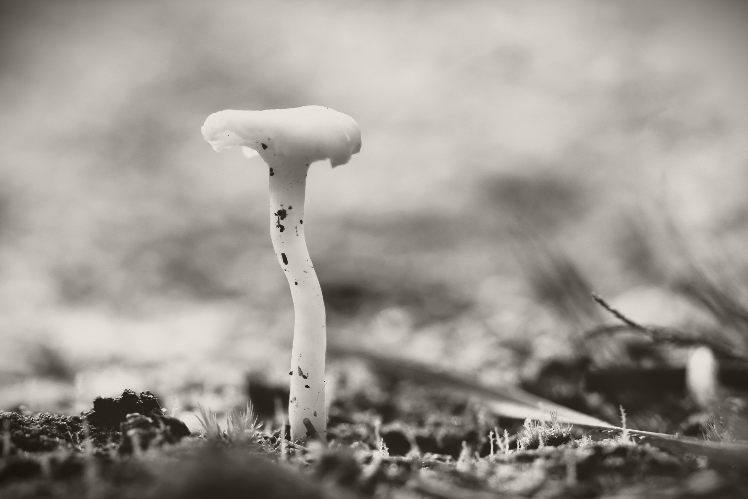 Fungi III in black & white