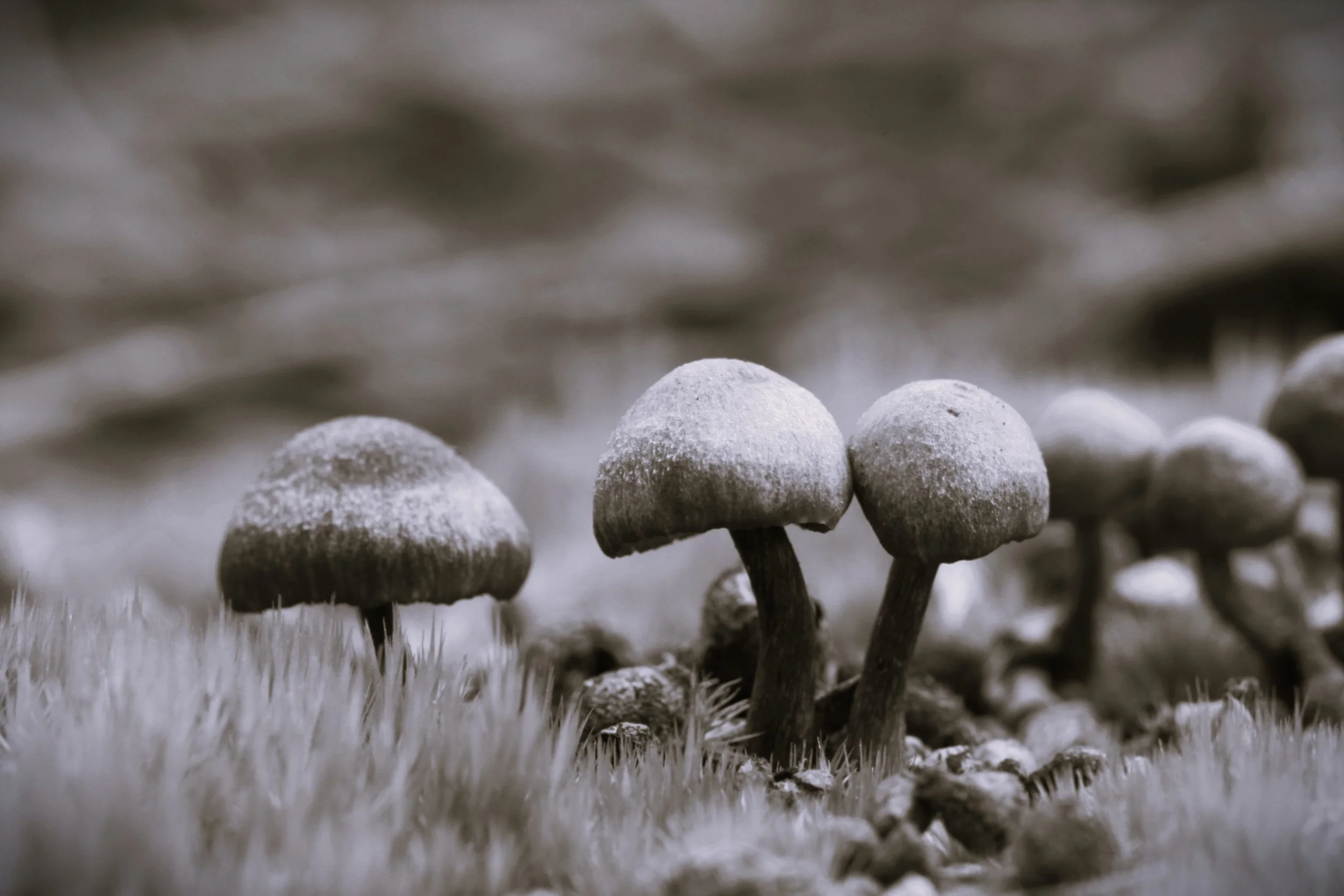 Fungi V in black & white