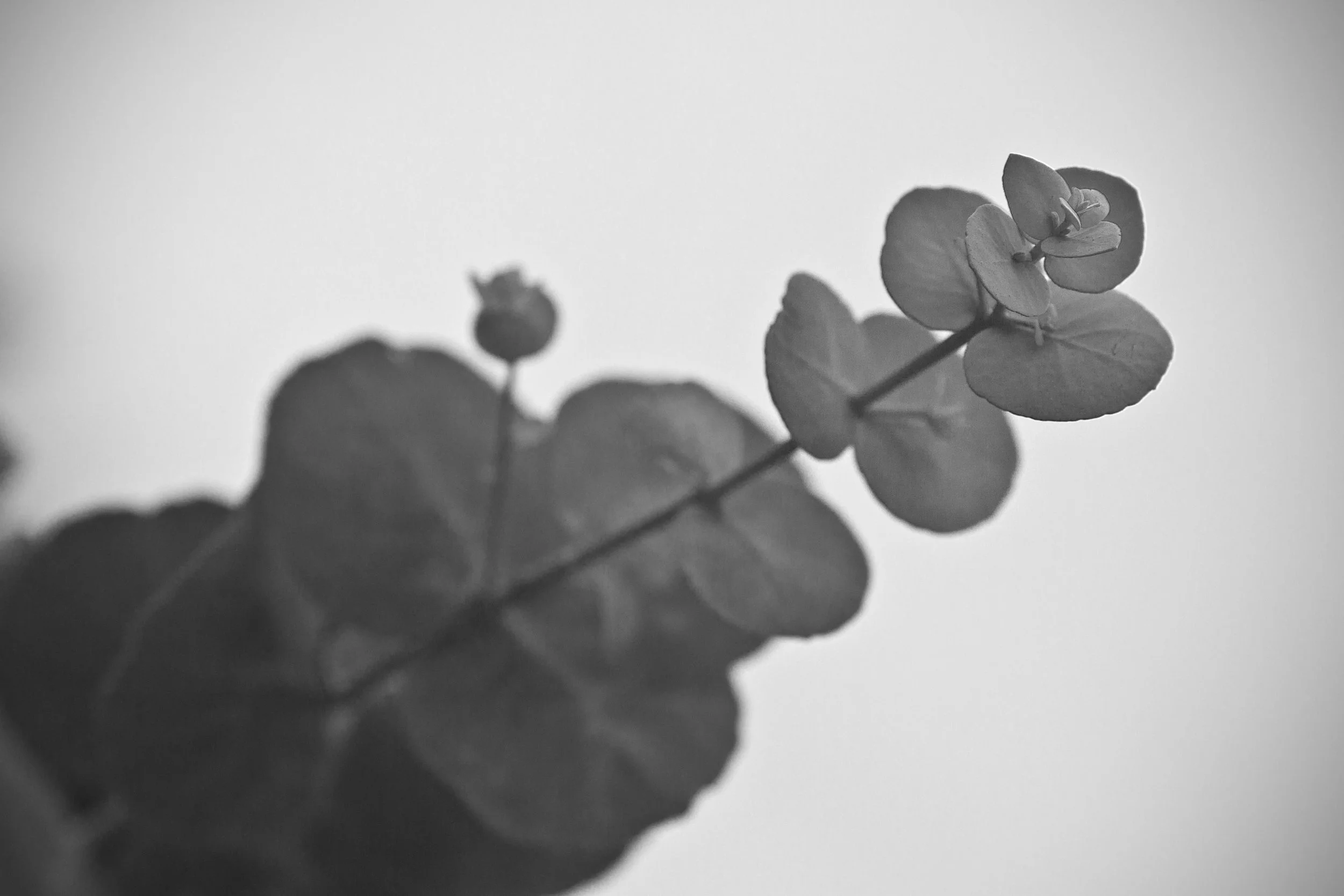 Softness of eucalypts