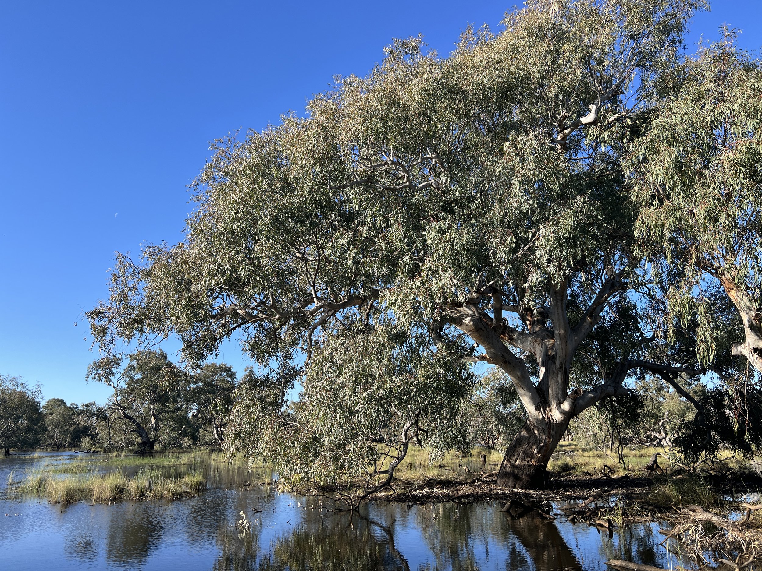 The giant River Red Gum