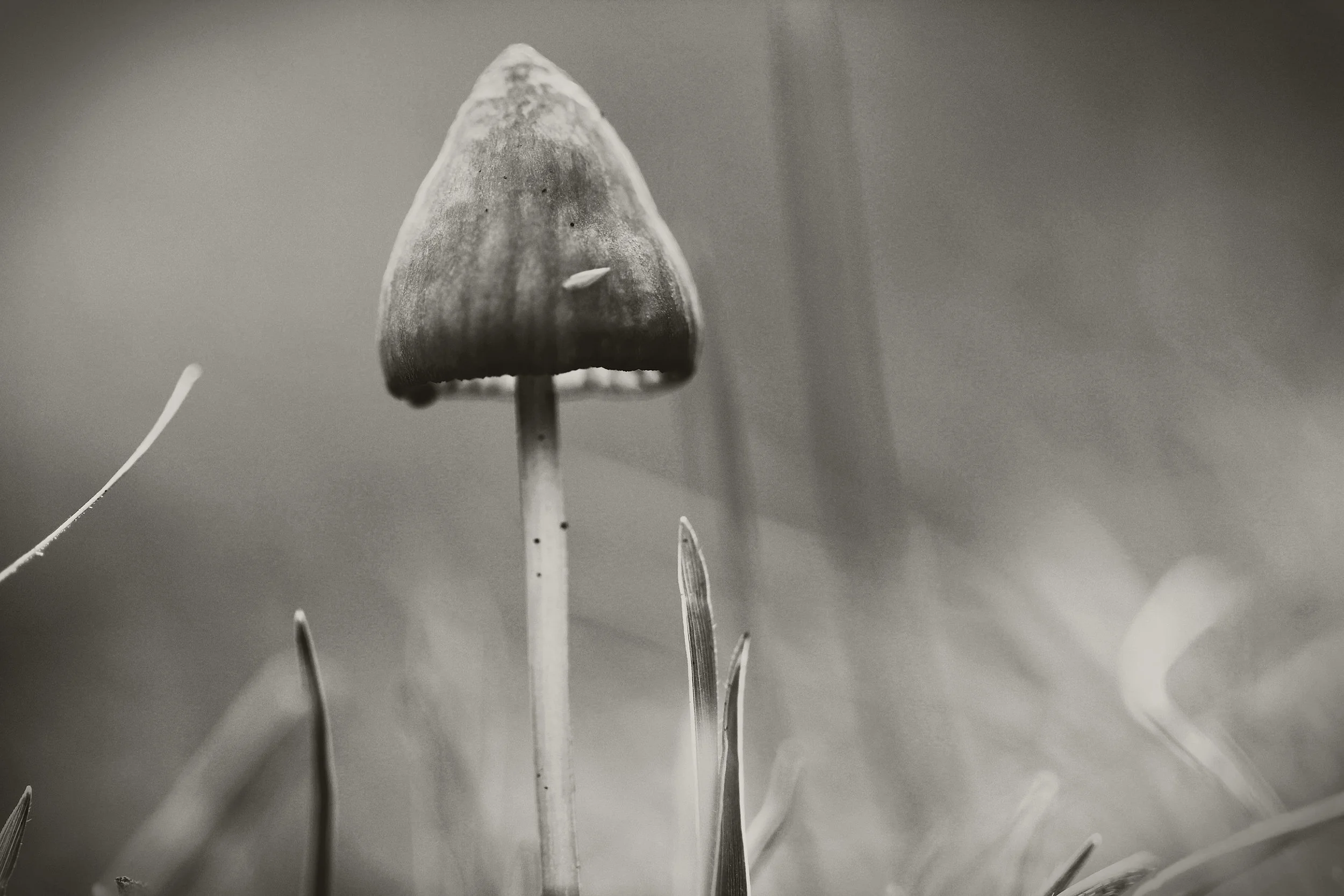 Fungi I in black & white