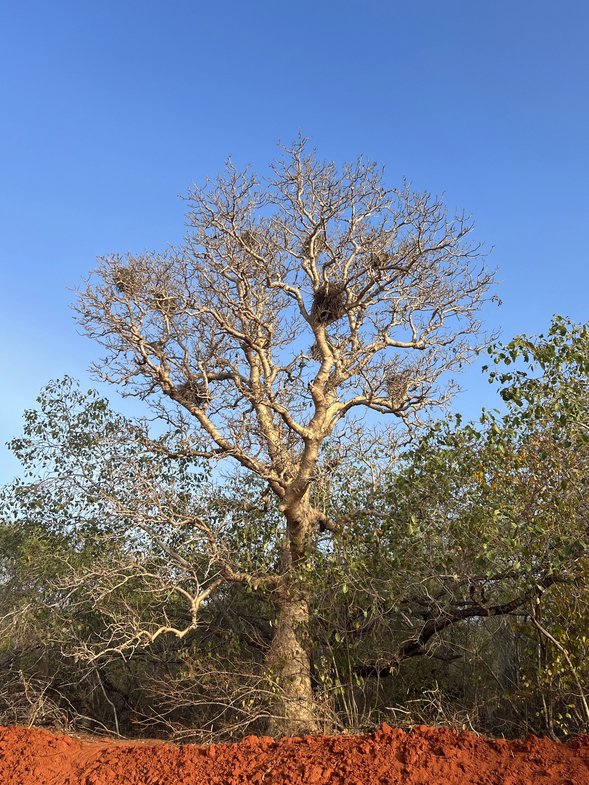 Roebuck Bay, Western Australia (vertical)