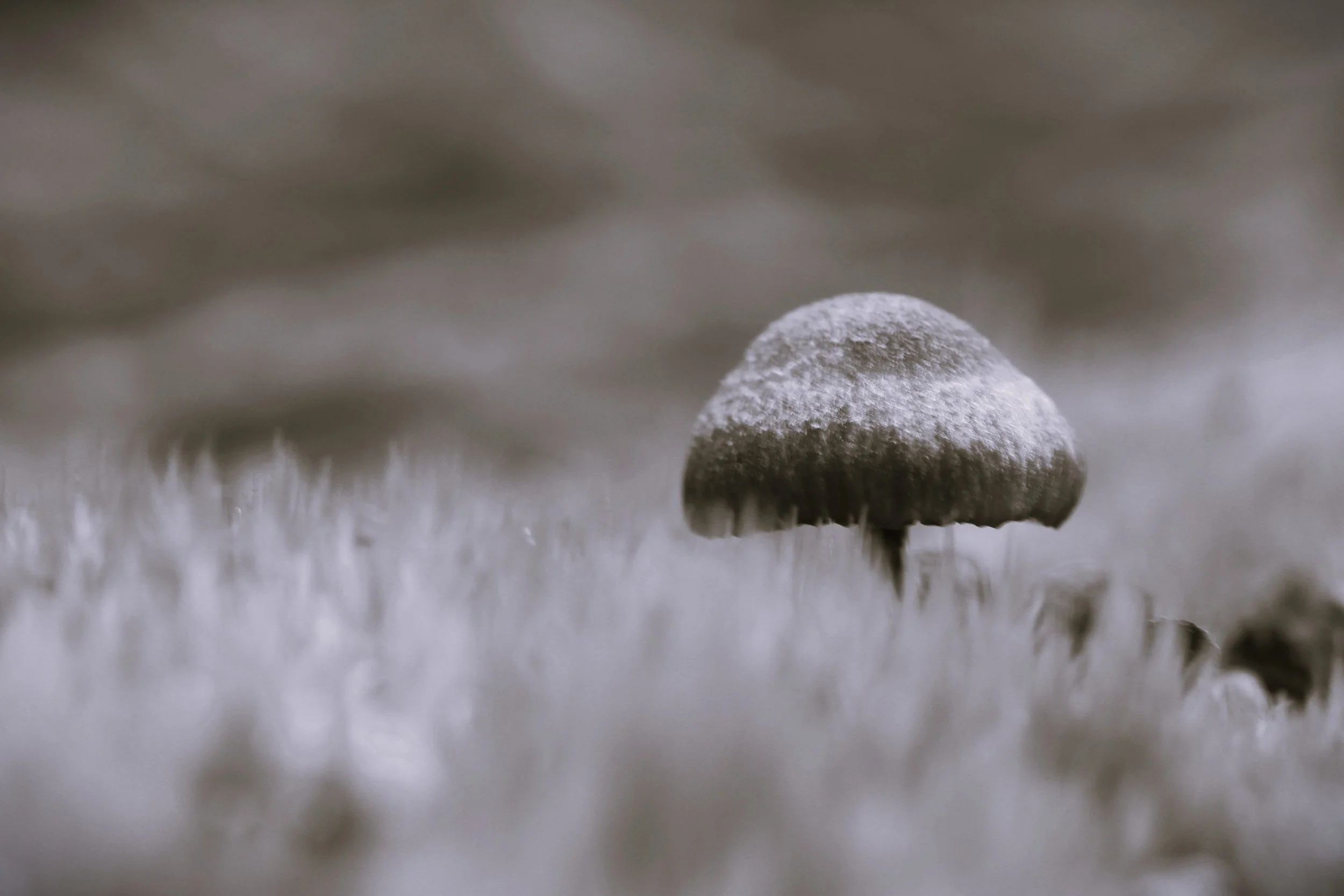 Fungi II in black & white