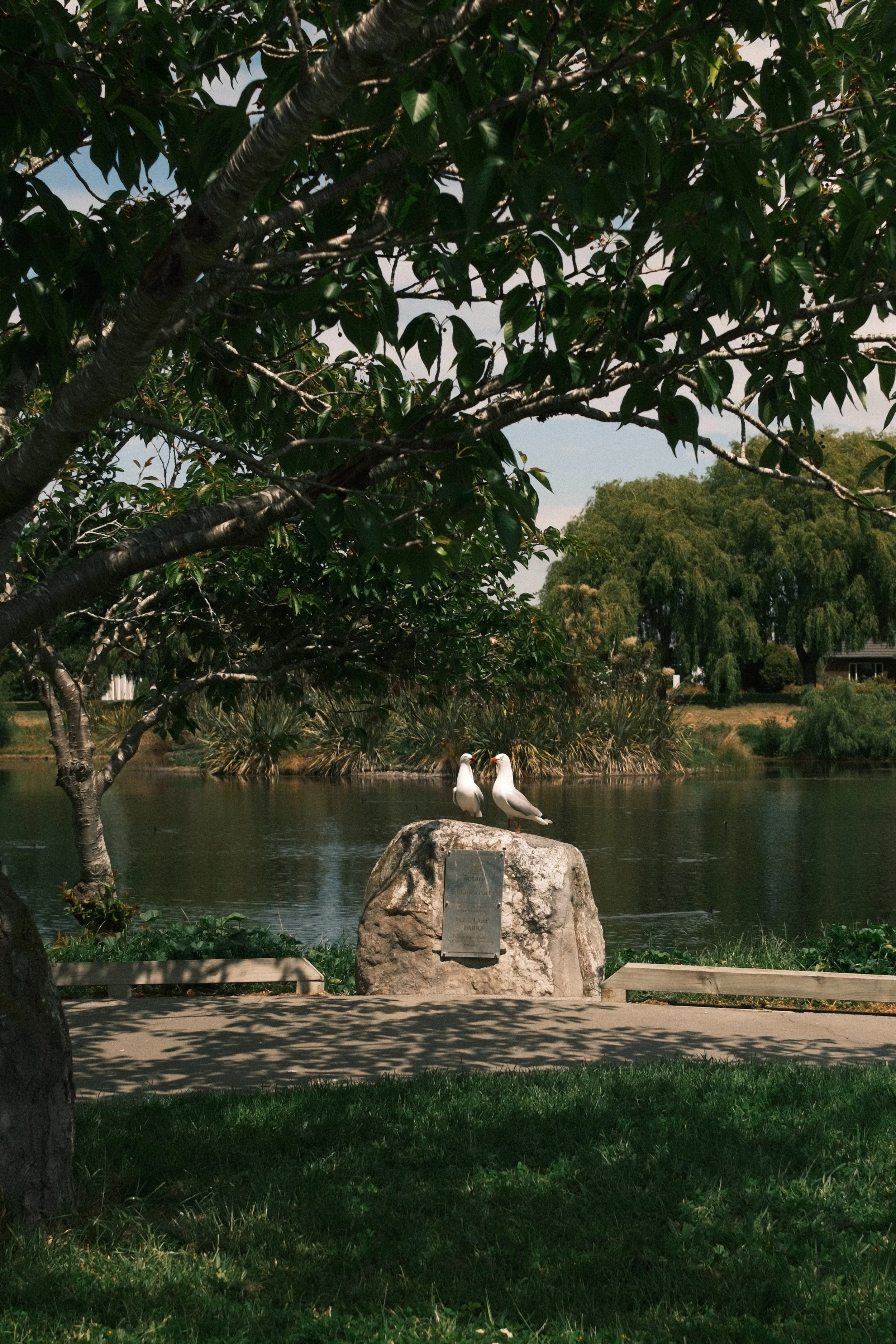 Two white birds, likely seagulls, standing on a large rock by a body of water in a park, with green trees and shrubs in the background.
