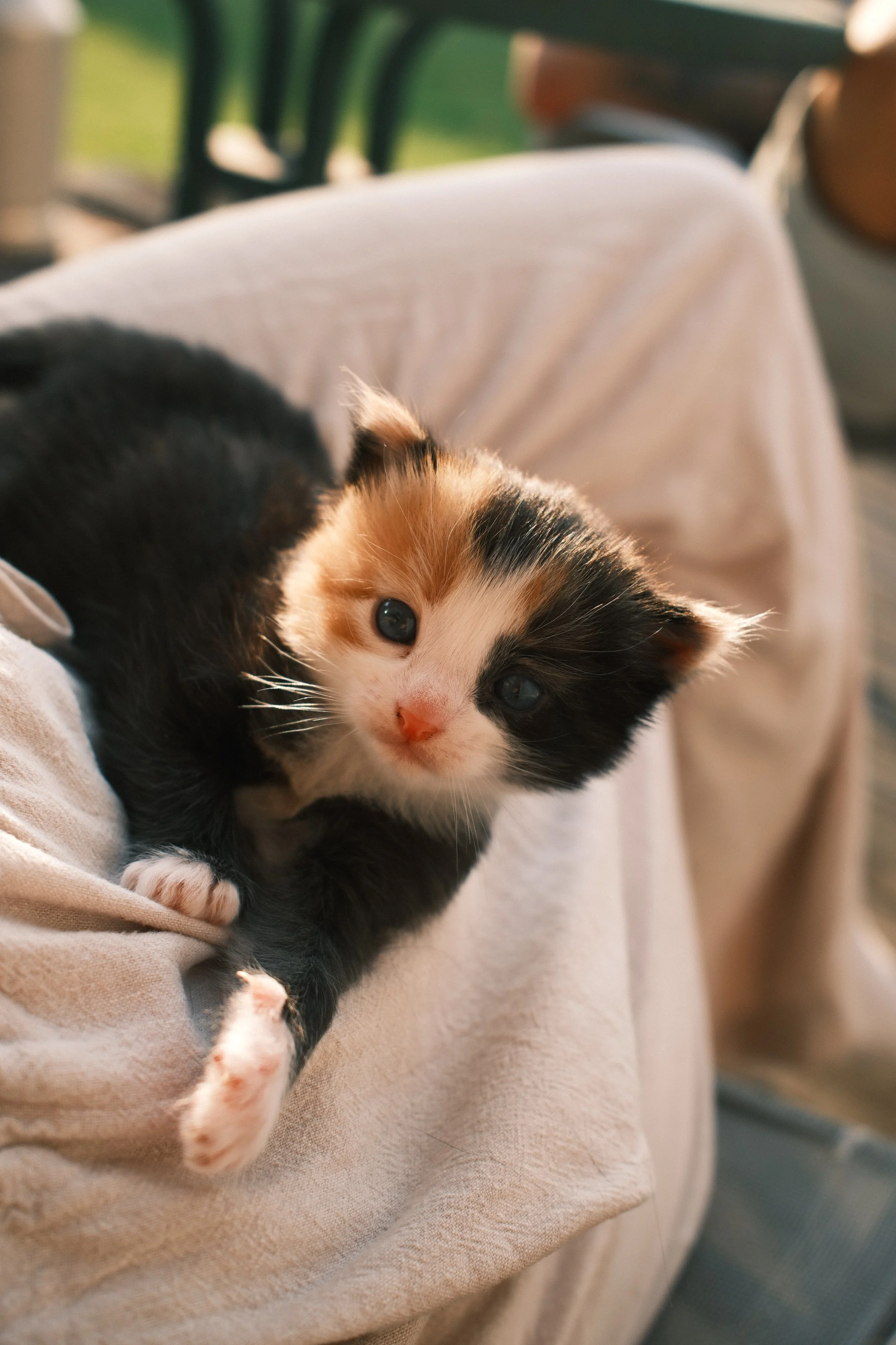 Close-up of a black and white kitten being held in a person's arms.