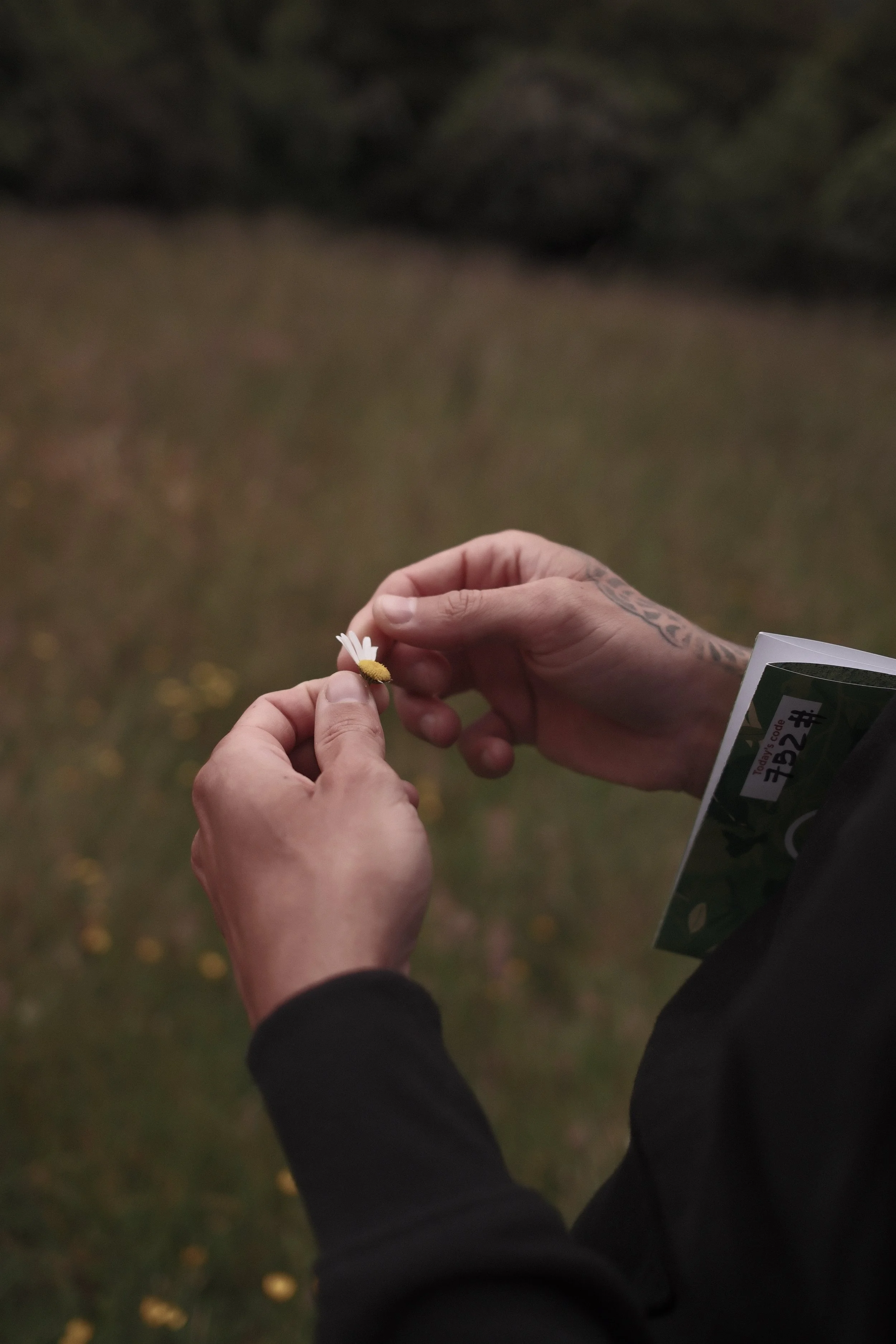 Person holding a small daisy flower outdoors with a blurred grassy background.