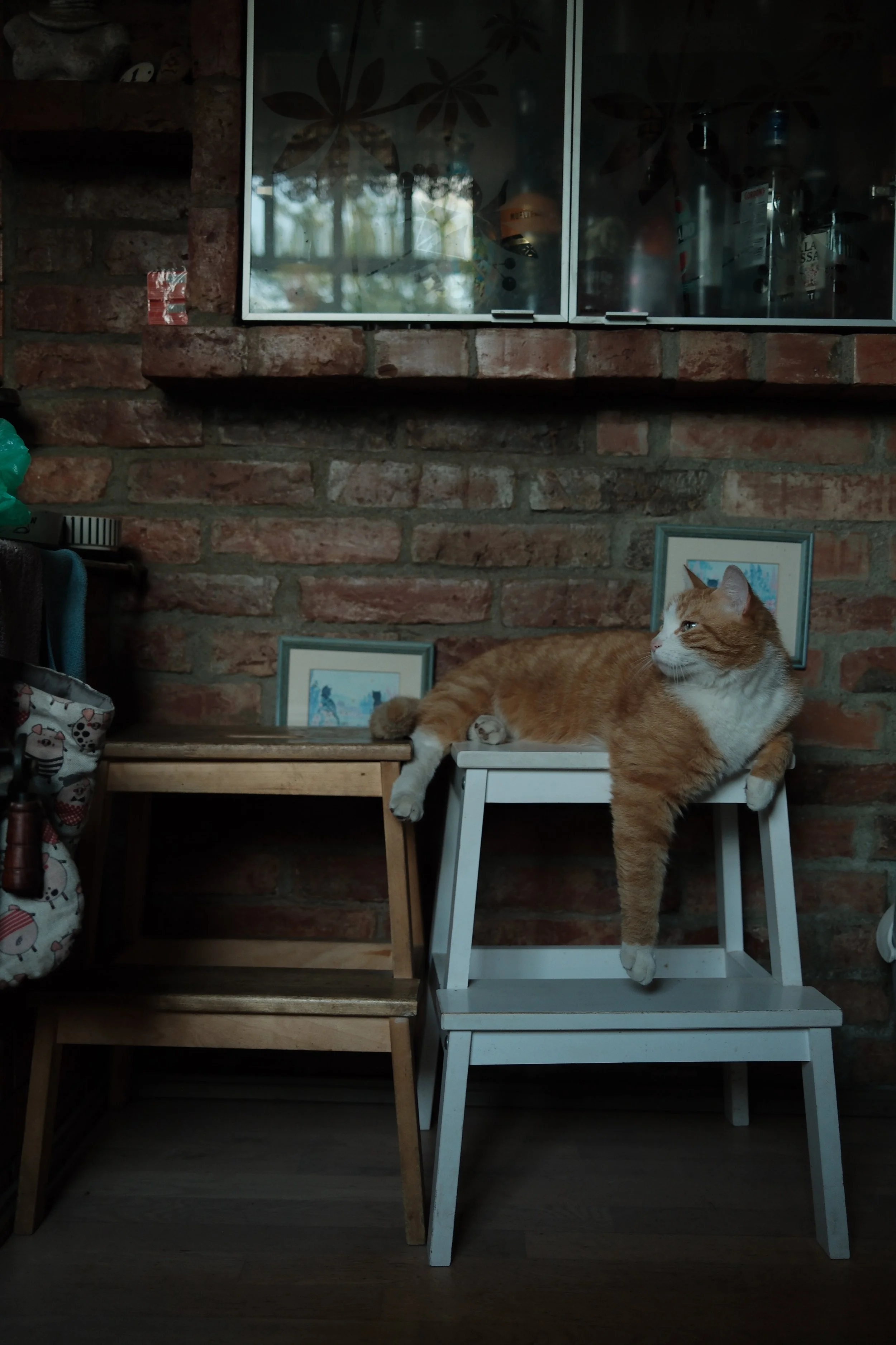 A ginger and white cat lounging on a white chair in front of a brick wall, with a framed picture of a dog on the wall below a glass-fronted cabinet containing various cans and bottles.