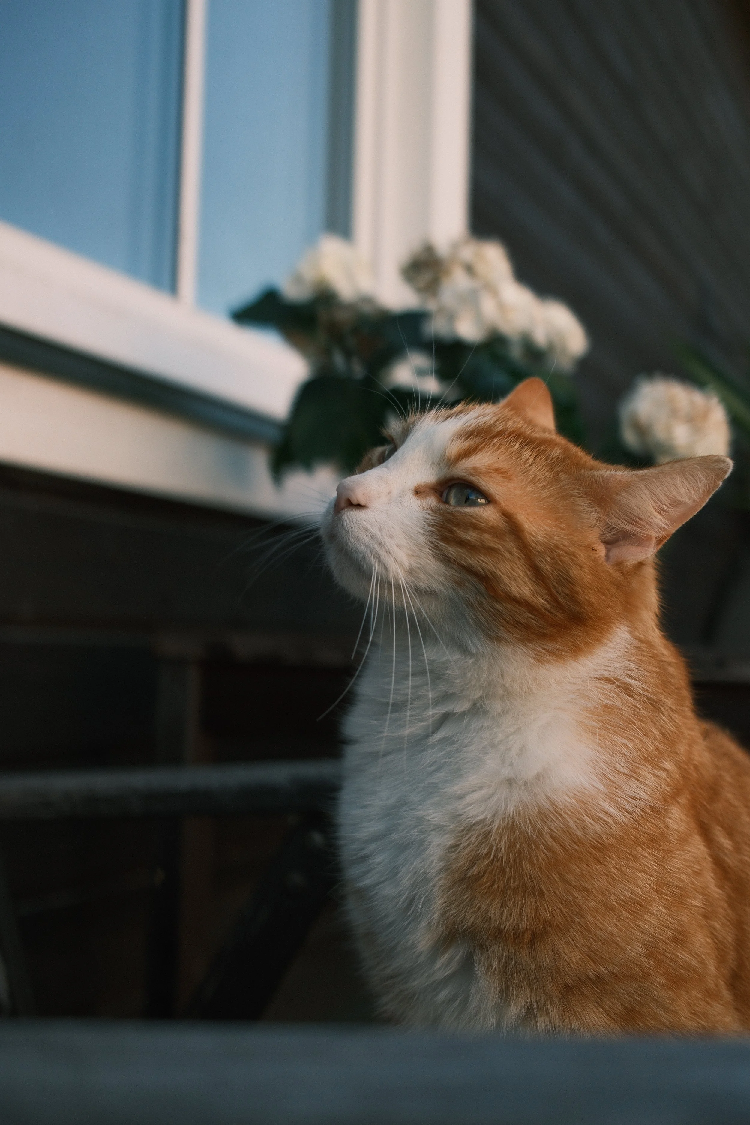 Orange and white cat looking out the window with a flower arrangement on the windowsill.