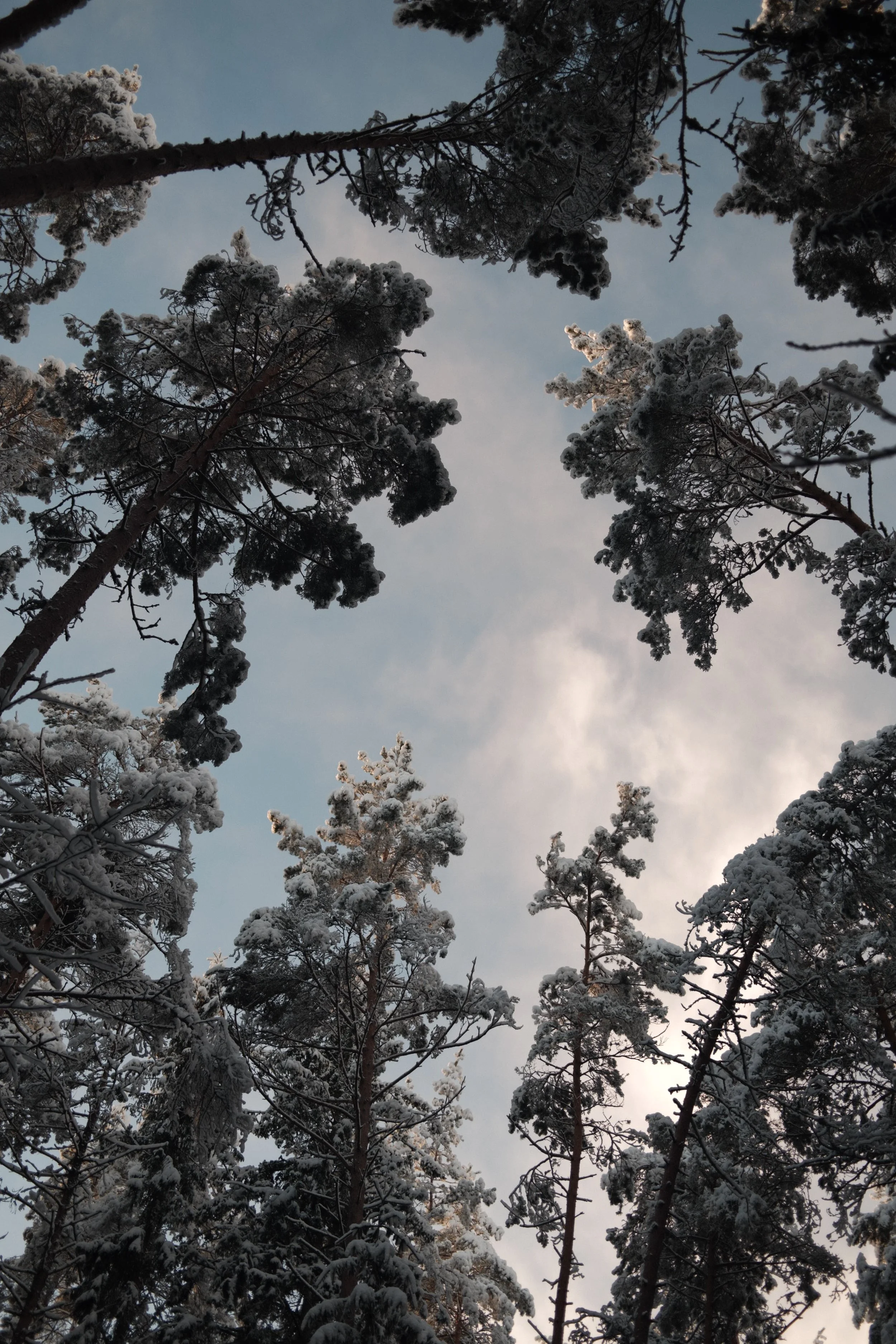 Snow-covered trees viewed from below during the daytime sky with clouds.