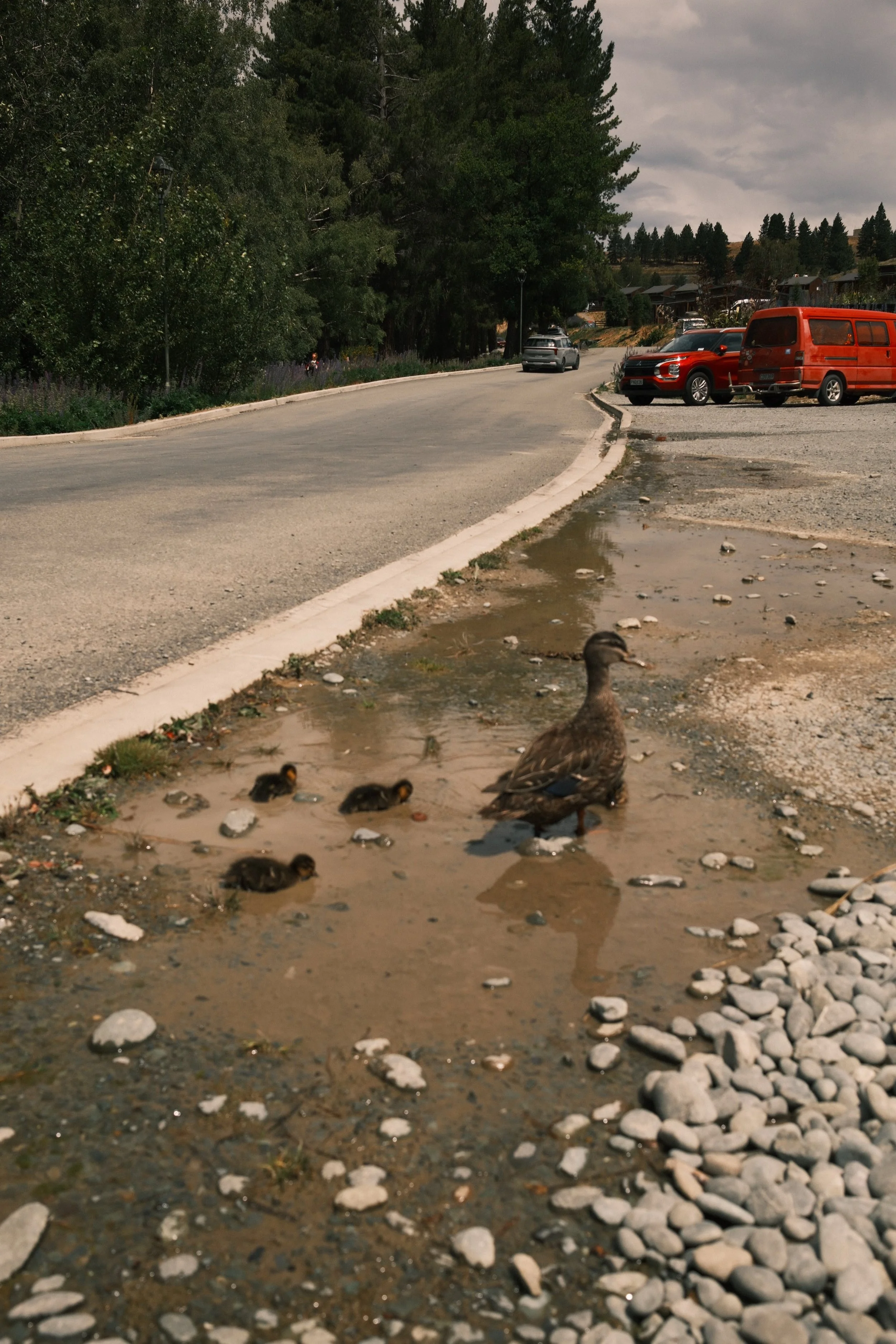 A mother duck with ducklings standing near a small puddle on a dirt roadside, with a paved road and parked cars in the background.