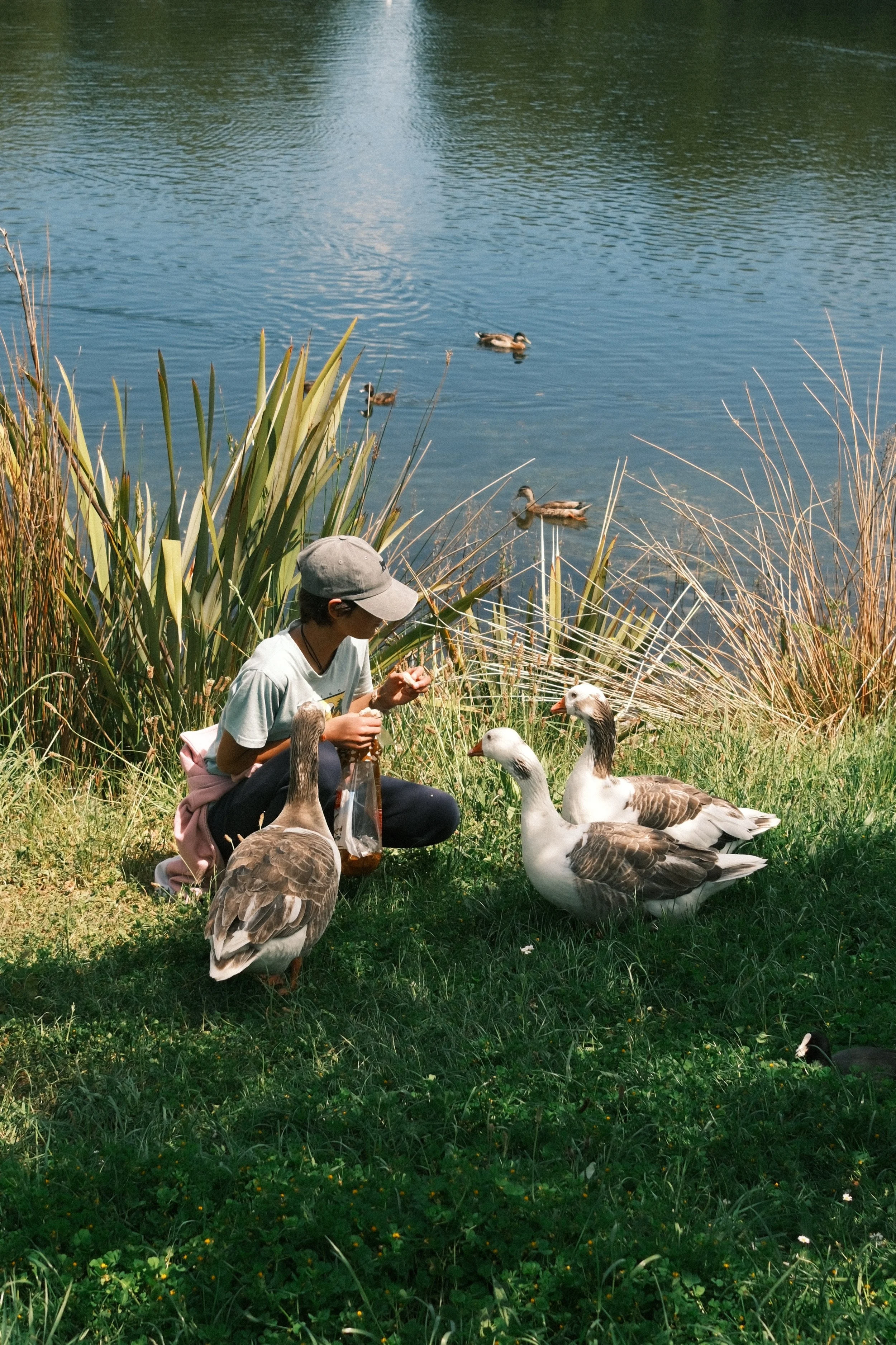 A person sitting on grass near a lake with ducks, including geese, and tall grass in the foreground.