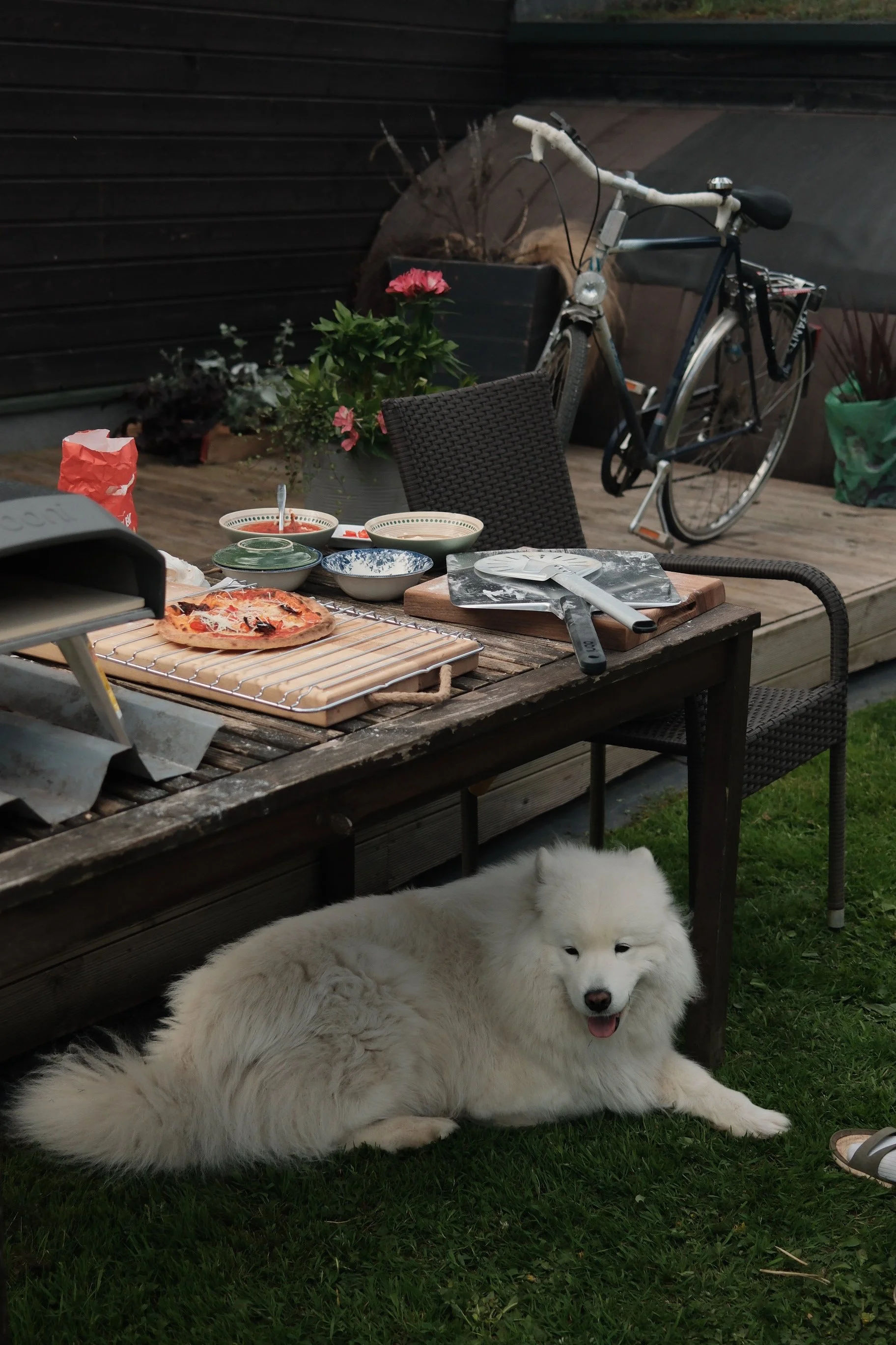 A fluffy white dog lying on the grass under a wooden table with a pizza, bowls, and utensils on it. In the background, there is a bicycle, some plants, and a dark fence. A large potted plant with pink flowers is also visible.