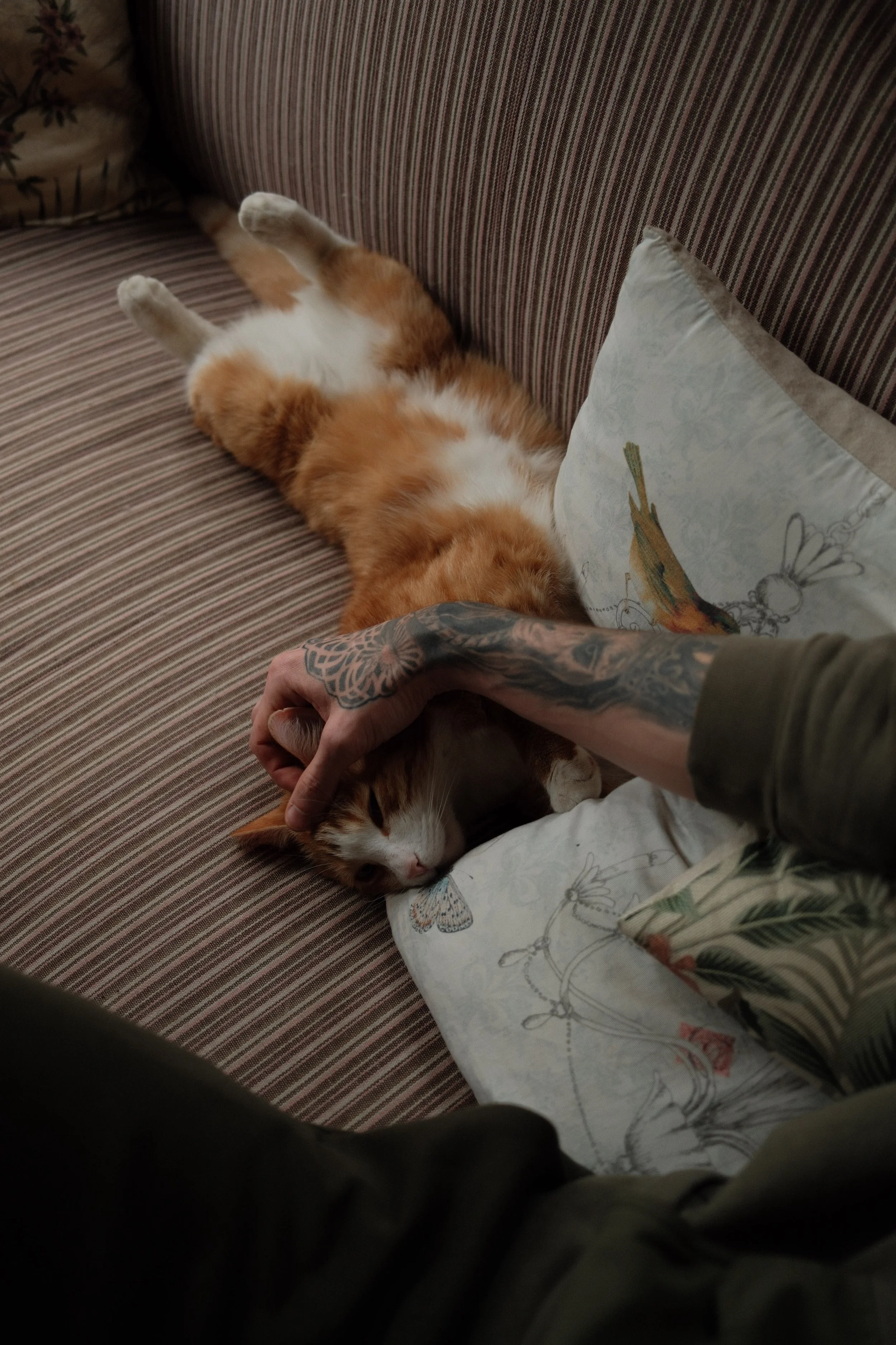 A ginger and white cat lying on its back on a striped couch, with a person's hand gently petting its head. The person has tattoos on their arm.