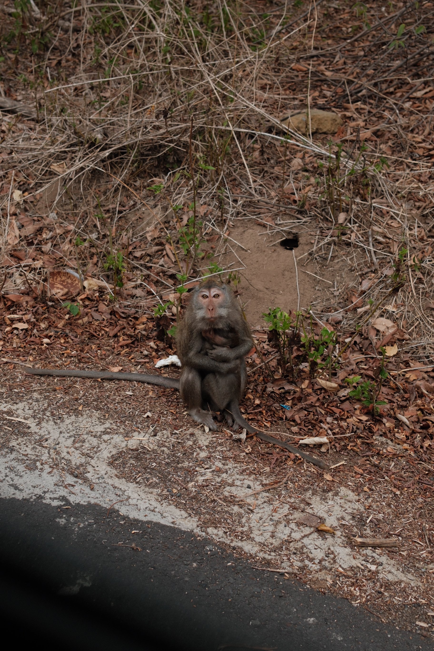 A monkey sitting on the ground amidst dried leaves and shrubs, with a small black animal behind it, near a dirt pathway in a natural outdoor setting.