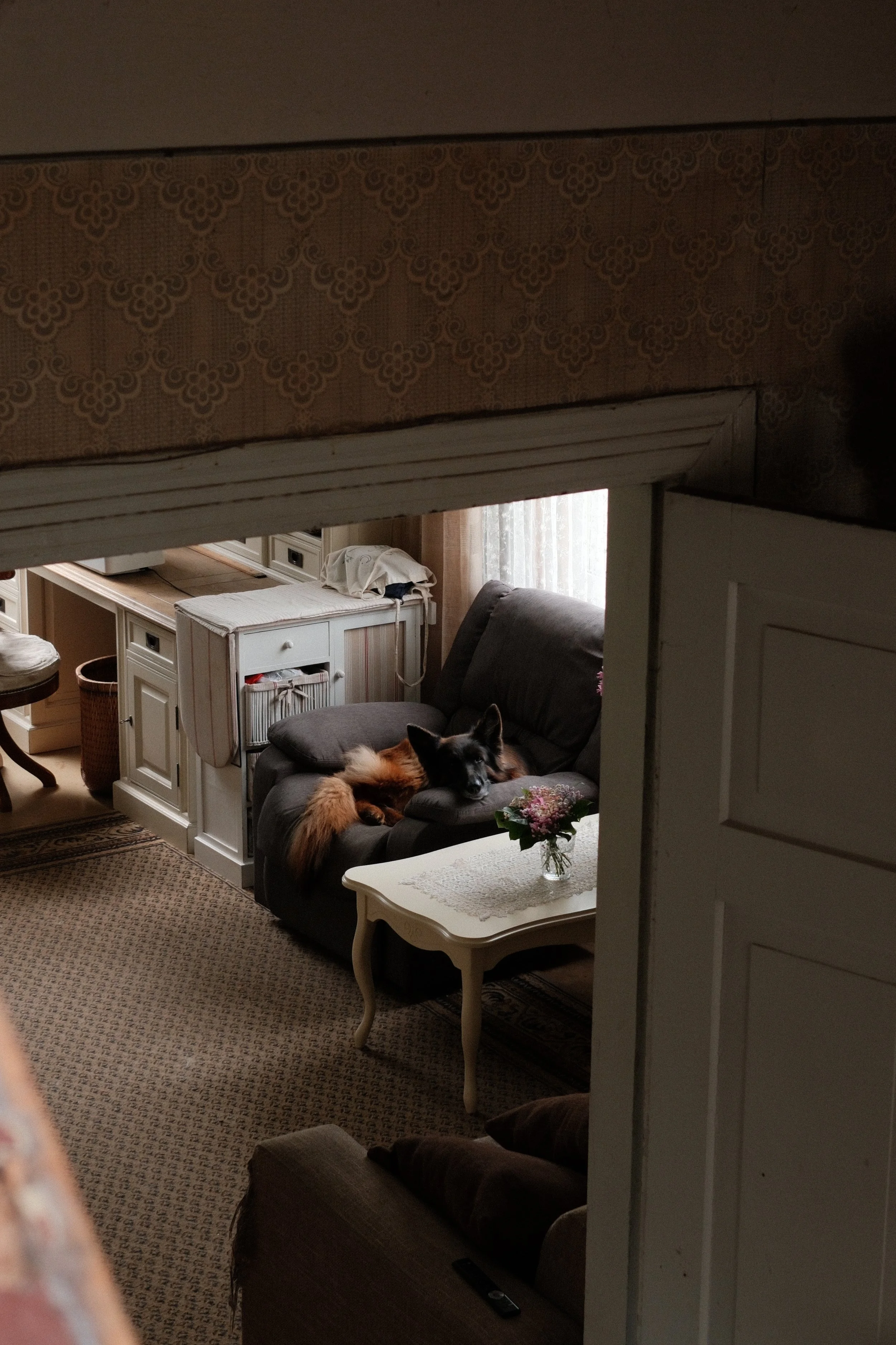 A cozy living room with a large gray sofa, a small white side table with a lace doily and a flower vase, and a dog lying on the sofa. The room has a window with sheer curtains and a textured carpet. There's a white cabinet with a robe on top, and a d