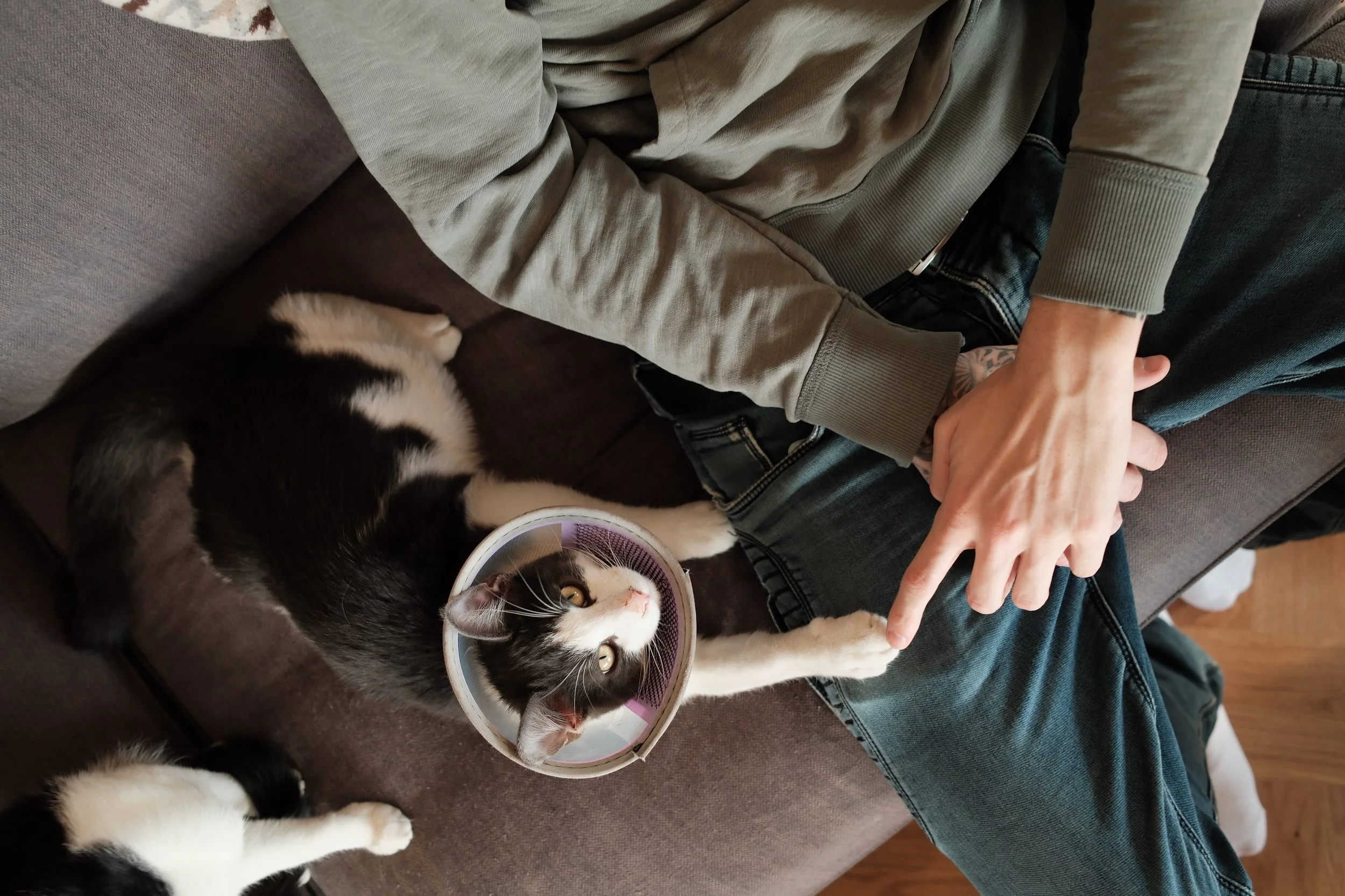 A person wearing a beige sweatshirt and jeans sitting on a couch with a black and white kitten lying across whose head is inside a cone-shaped collar, looking upward. Other parts of the kitten are visible, including its tail and paws.
