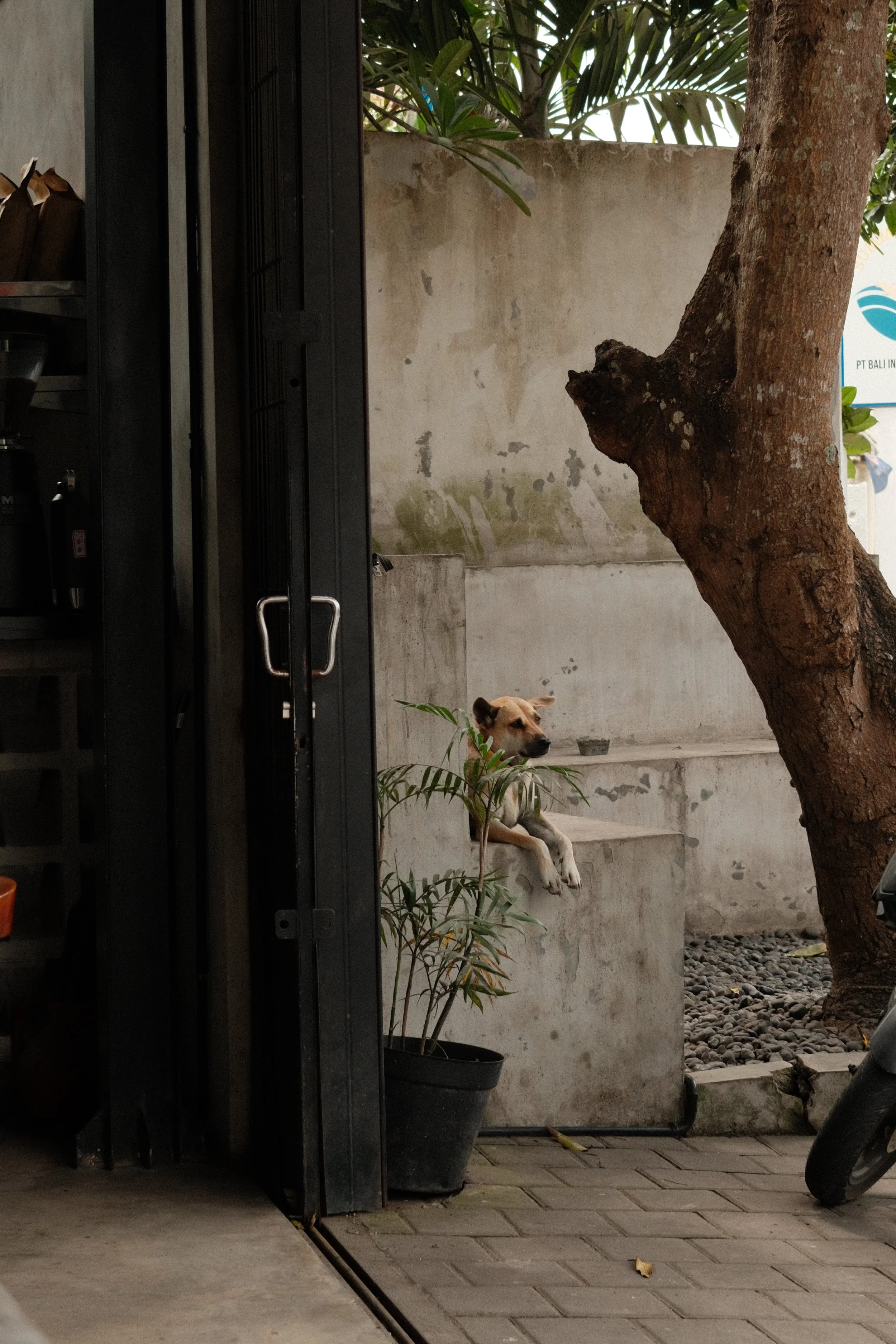 A dog sitting on concrete steps outdoors next to a large tree and potted plants, with a concrete wall and a sign partially visible in the background.