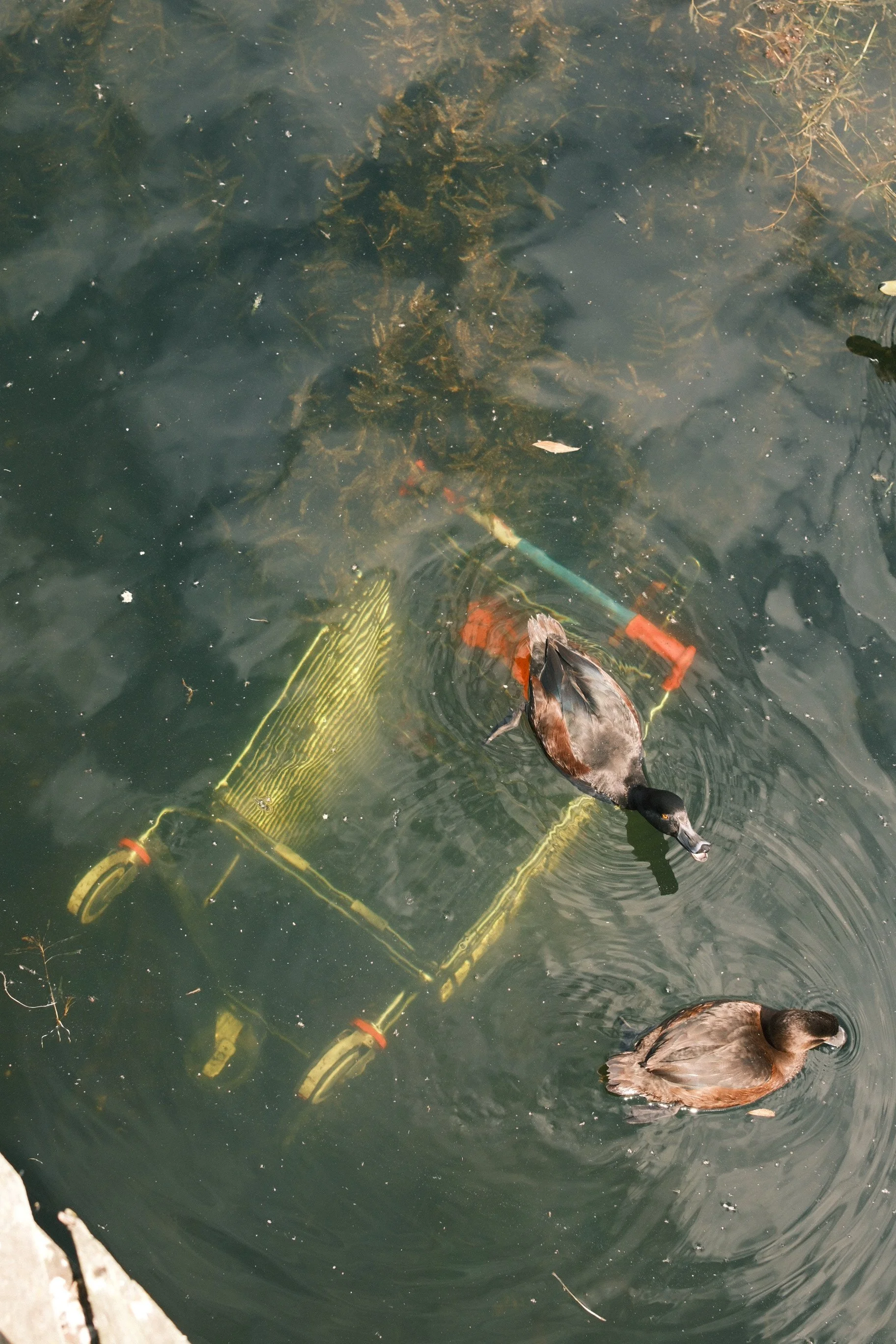 A duck swimming near a yellow underwater robotic device in a pond.