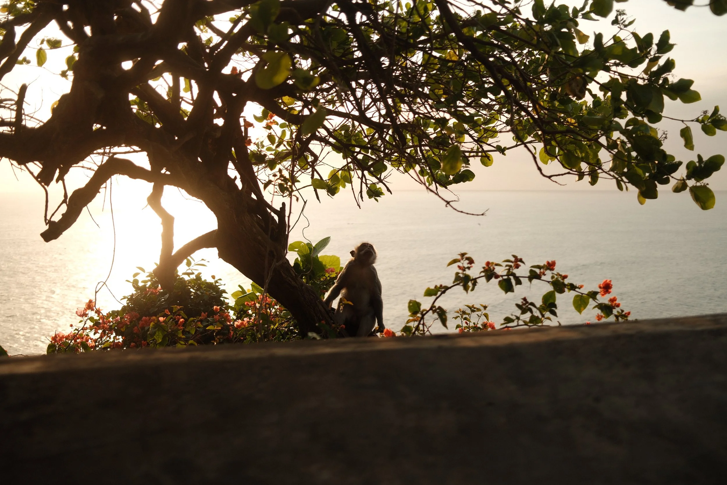 A scene of a monkey sitting on a tree branch by the ocean during sunset, with bright sunlight shining through the leaves and colorful flowers at the bottom of the image.