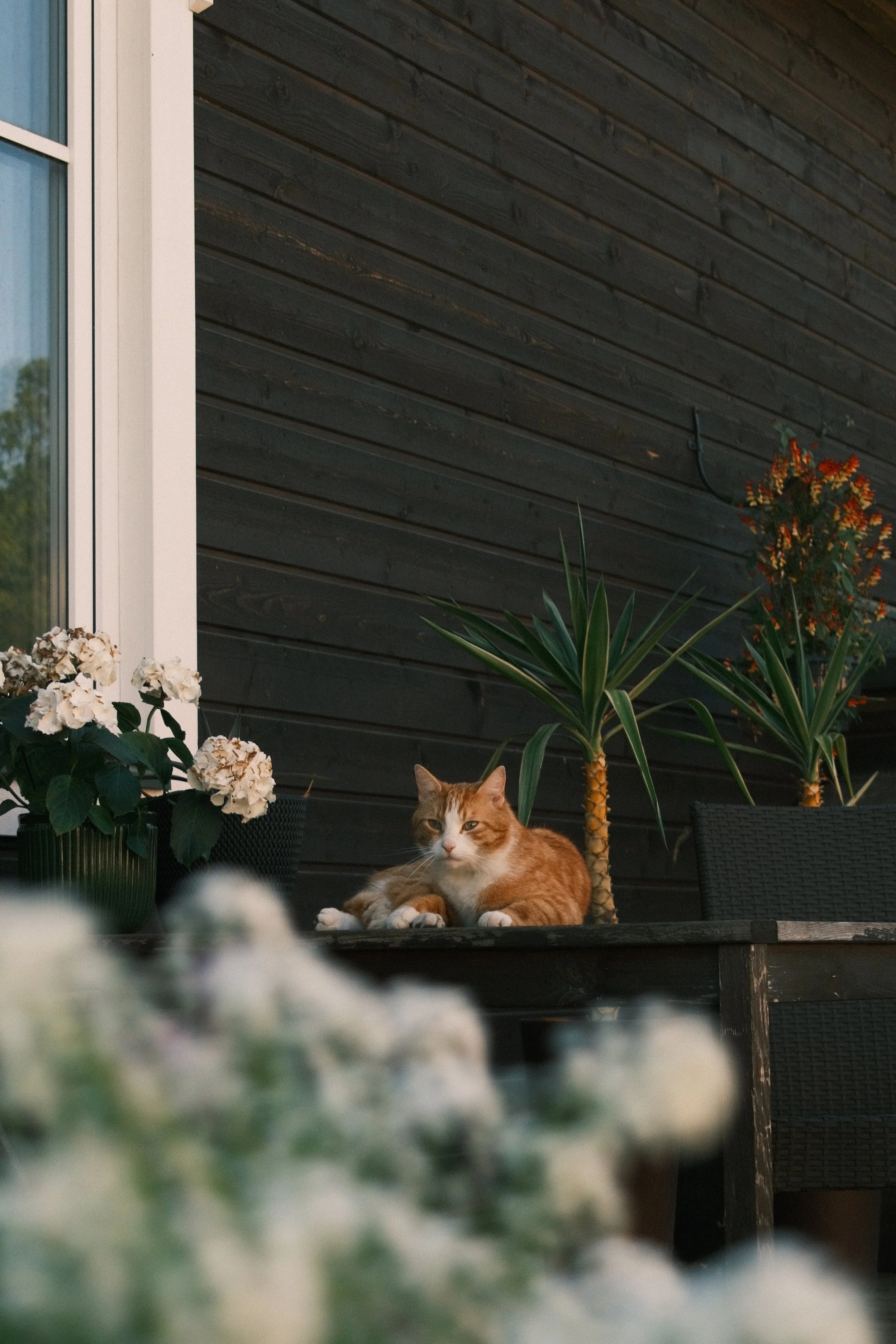 An orange and white cat lying on a dark wooden table outdoors, surrounded by houseplants and flowers, with a dark wooden wall in the background.