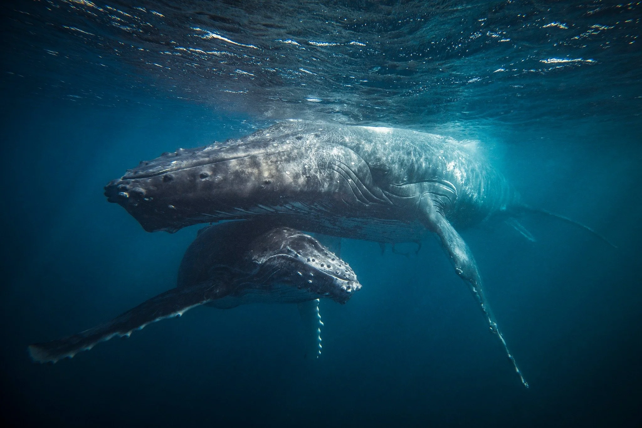 Witness nature's most majestic creatures in their natural habitat. 
#awesomewhaleadvetures #humpbackwhales #saveouroceans #responsibletravel #whalelovers #bucketlist #swimwithwhales #whalewatching #naturephotography