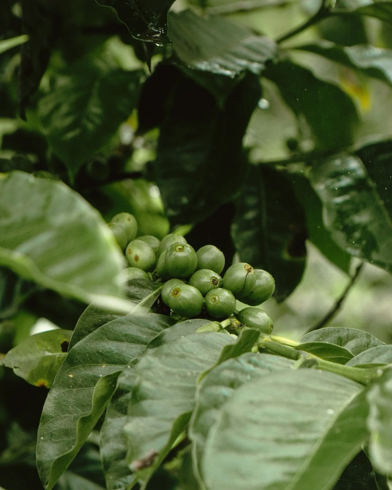 Seed to cup is a journey of flavor 🌱☕️ With every small-batch roast, we bring out the Philippines&rsquo; terroir, the soil, the sunshine, the hands that grew it so you can taste it all in your cup.