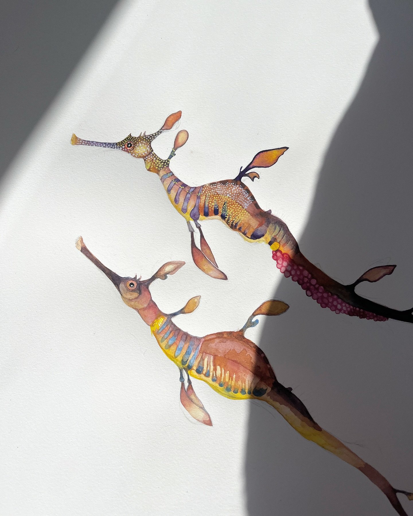 Little progress photo, perfect bright sunny morning for painting....I don't think I'll ever get sick of studying and capturing these weedy ones!

#watercolourart #weedyseadragons