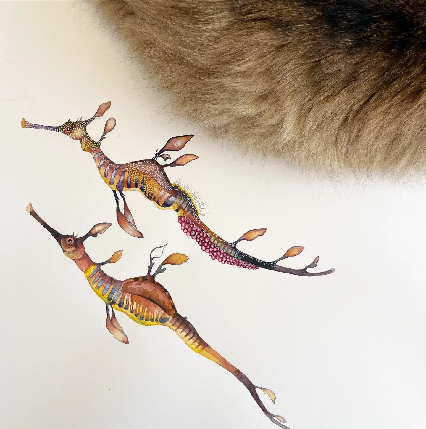Cat for scale 

#weedyseadragon #watercolourart