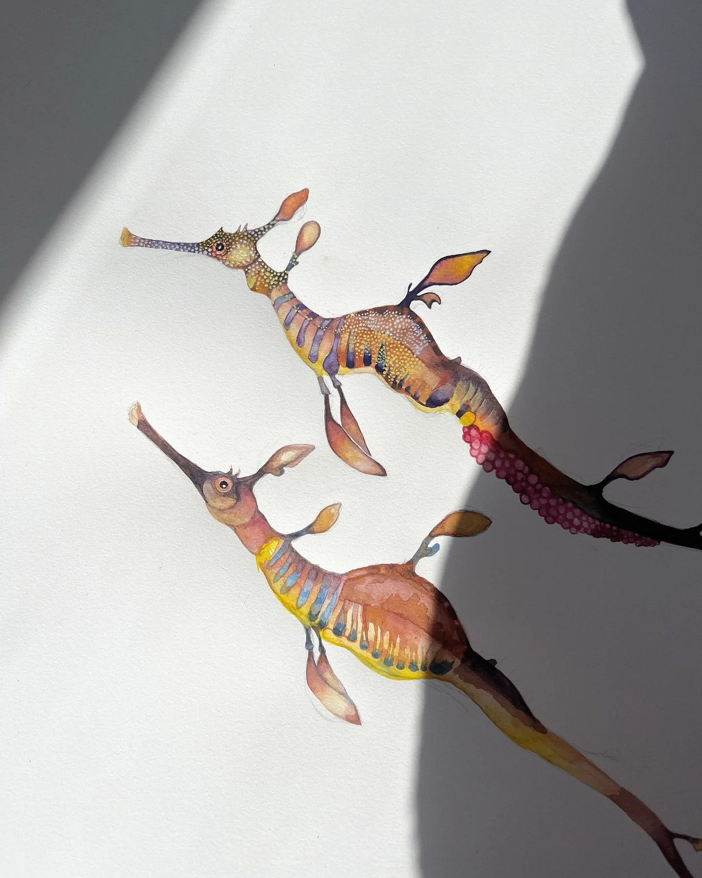 Little progress photo, perfect bright sunny morning for painting....I don't think I'll ever get sick of studying and capturing these weedy ones!

#watercolourart #weedyseadragons