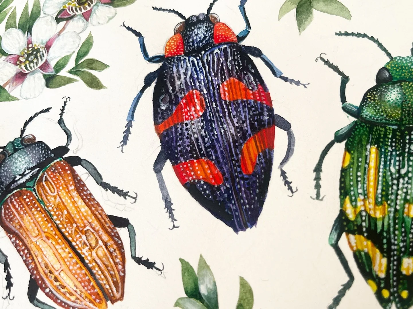 Flying gems. It's not a surprise these little pops of disco used to be widely used for ornaments and jewellery, and are now protected, much more beautiful to admire them decorating our trees and plants!

#jewelbeetle #tasmanianbeetles #watercolourart