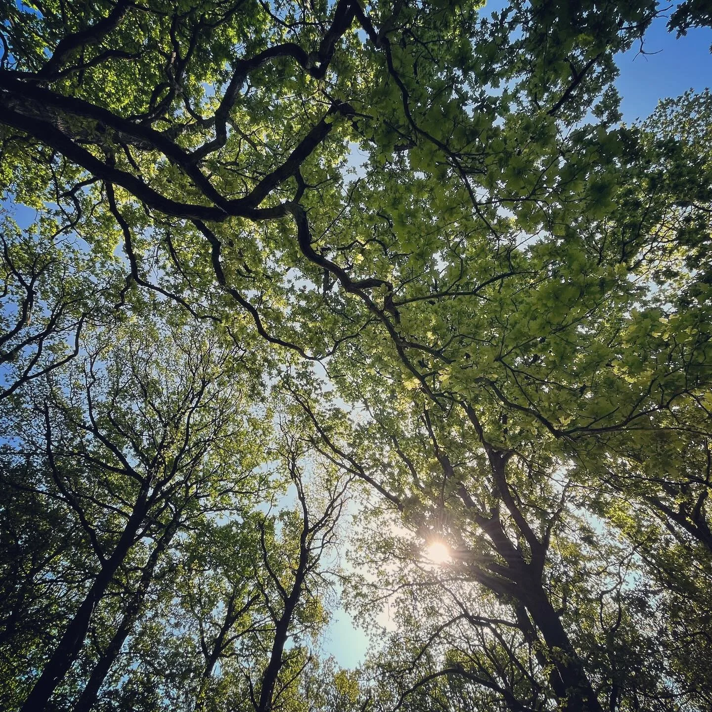 Walking into spring is so nice 💚