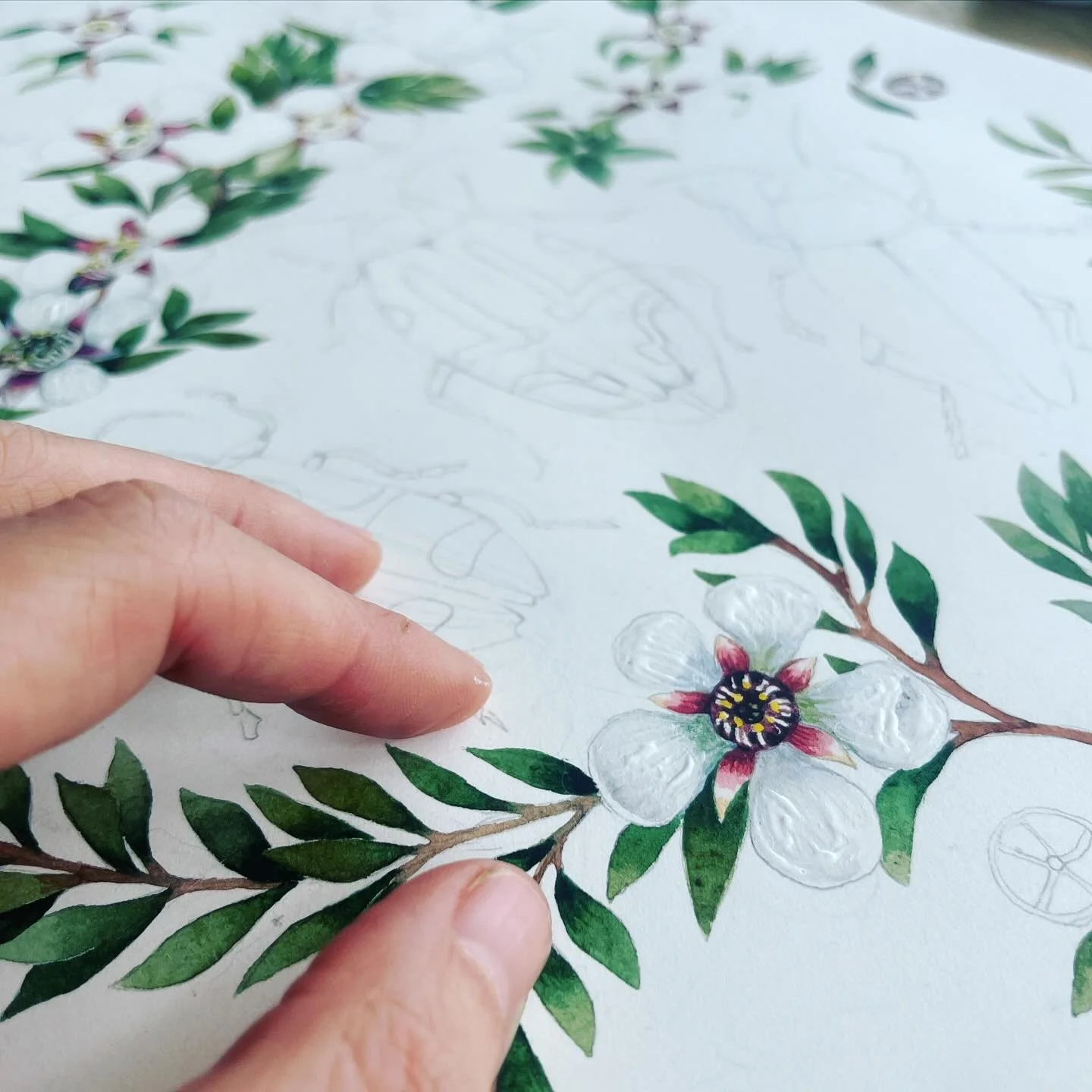 Something shiny &amp; new 

#buprestidae #jewelbeetle #tasmanianart