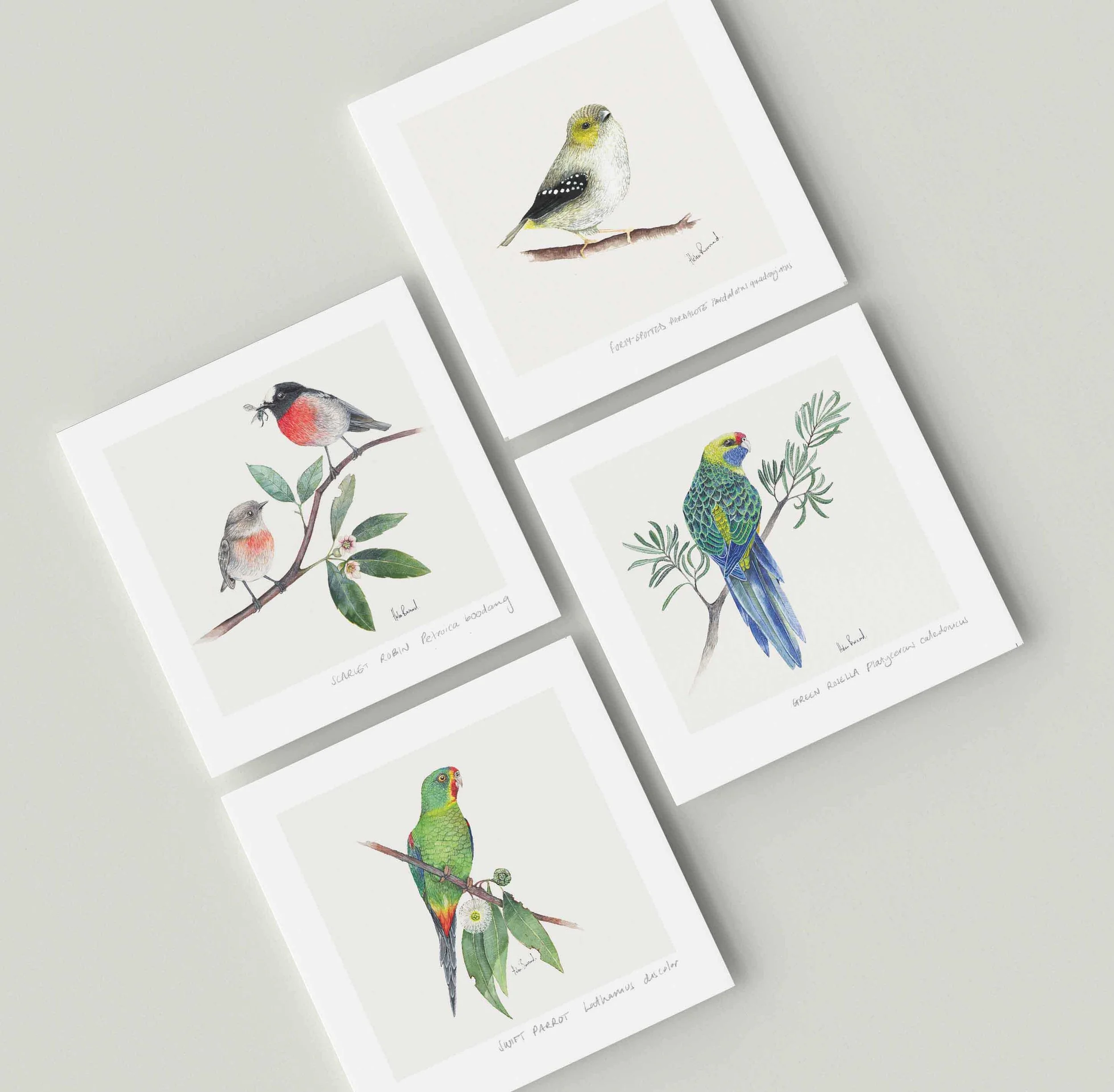 Bird - cards 2 Square.jpg