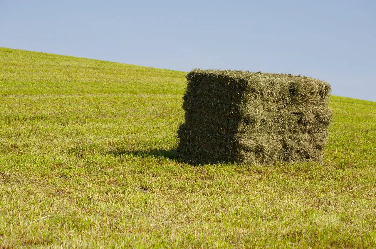 Barn Drama Included: Real-Life Lessons in Horse Feed, Hay Sourcing &amp; Unexpected Challenges