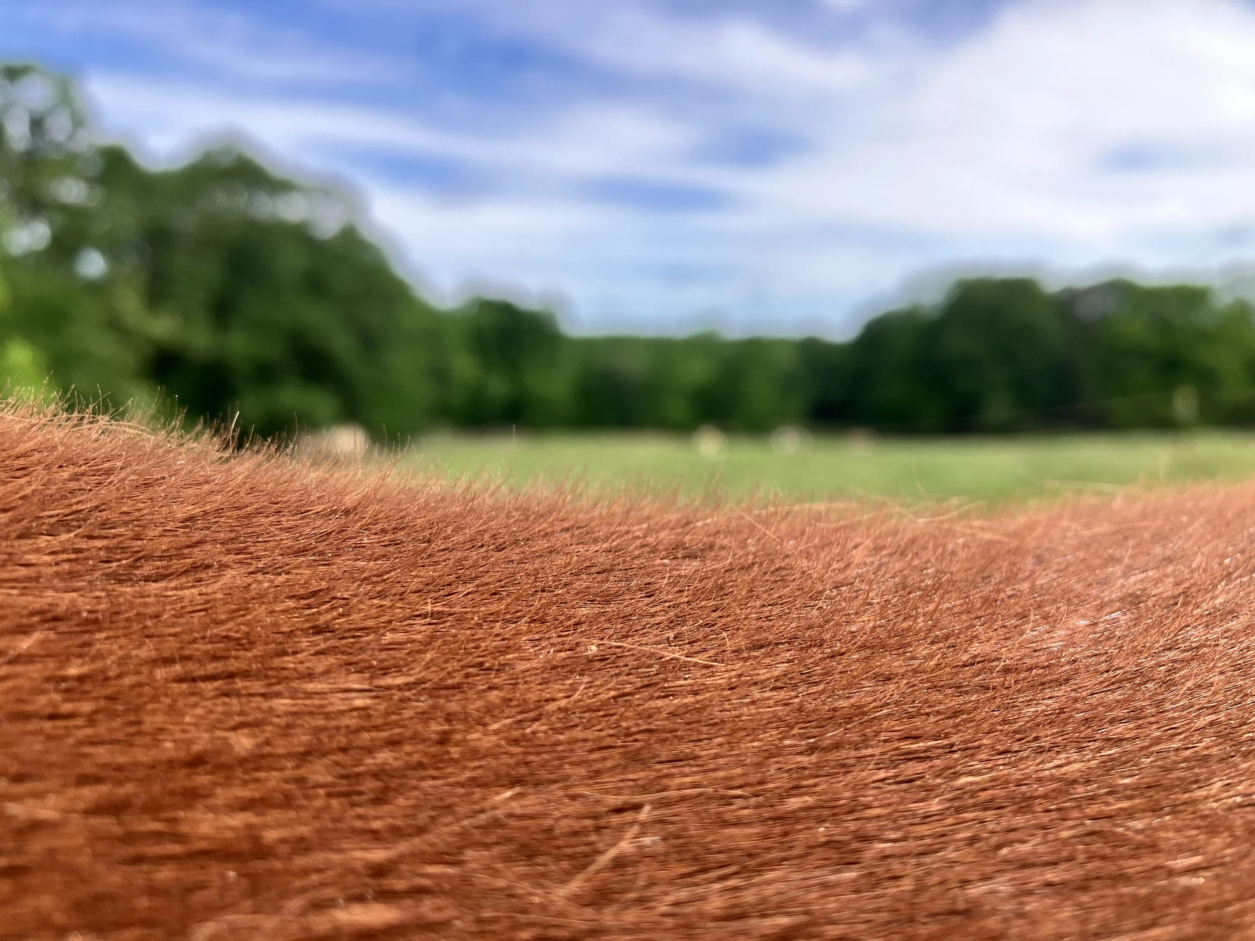 Shedding: A Moving Landscape 