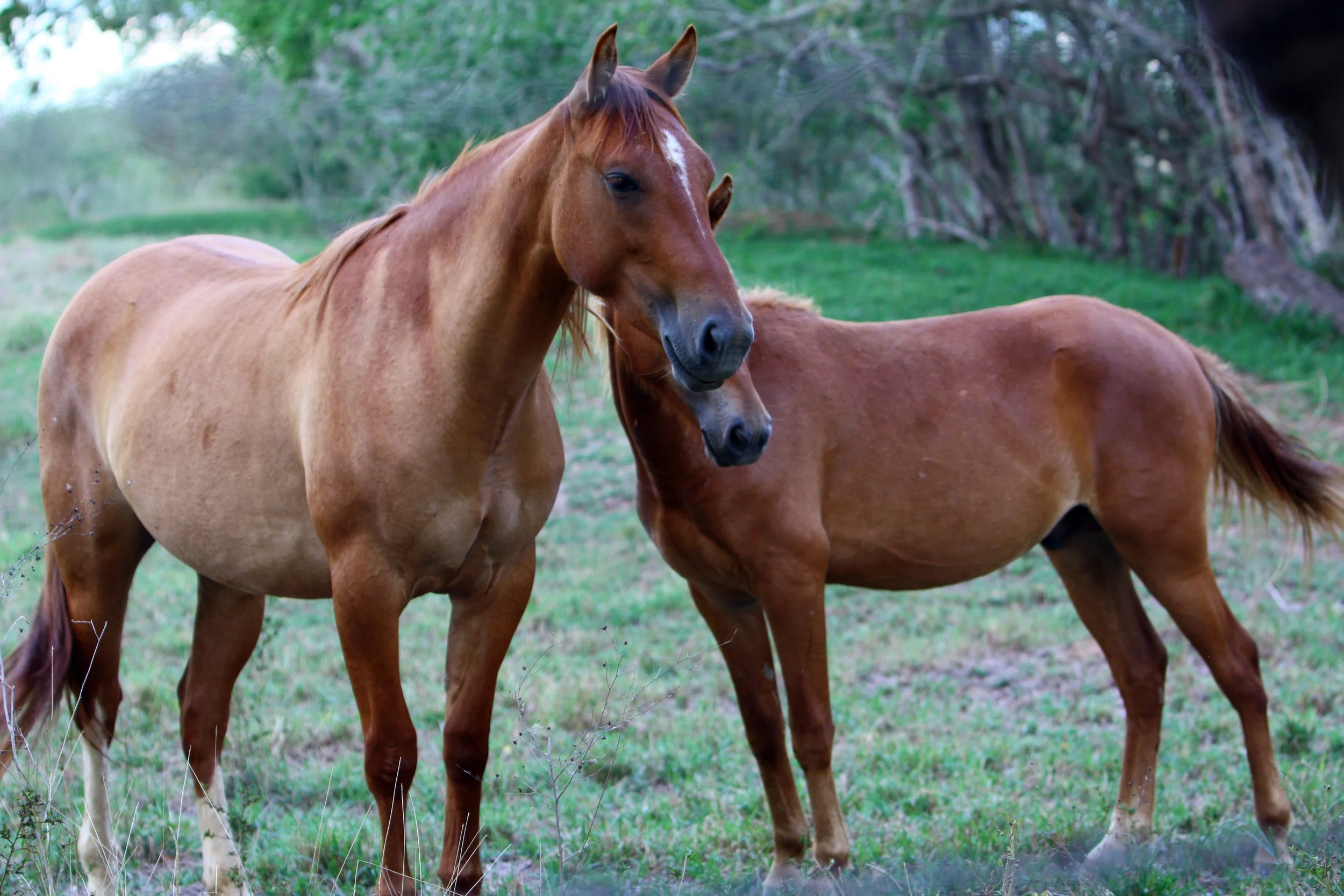 Licking and Chewing: Now What?