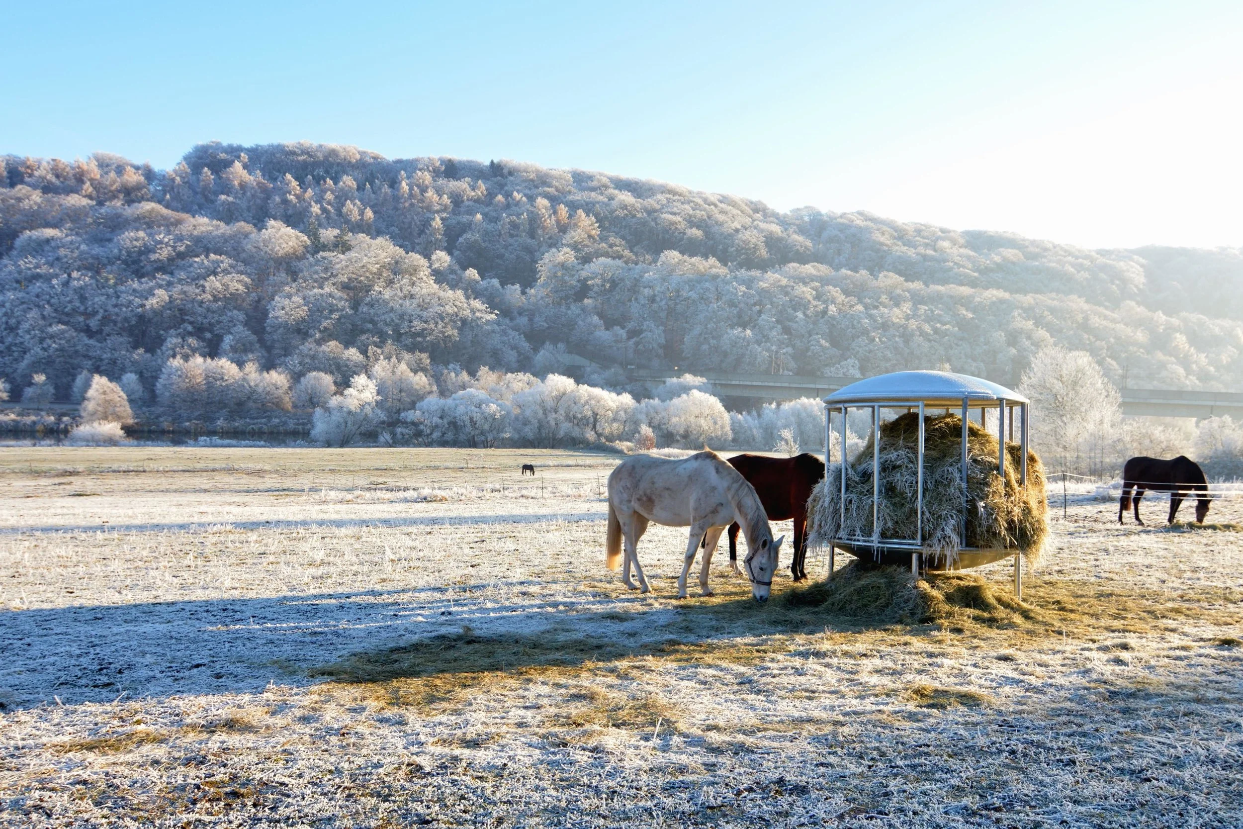 Cold weather comfort supported by continuous access to hay.
