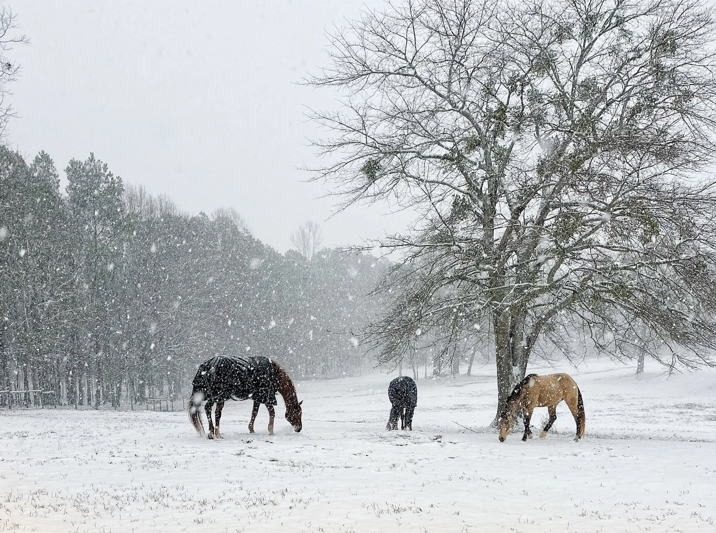 Three horses exploring a rare winter snowfall in Northeast, Georgia, USA.