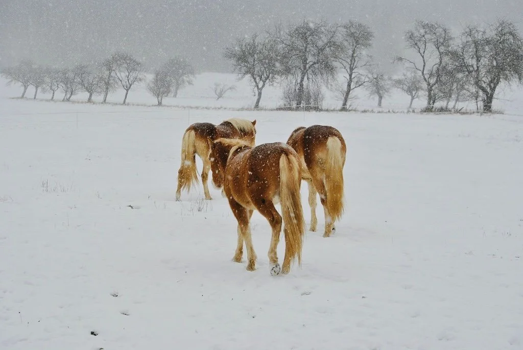 Three semi wild horses with winter coats shaped by climate and place.