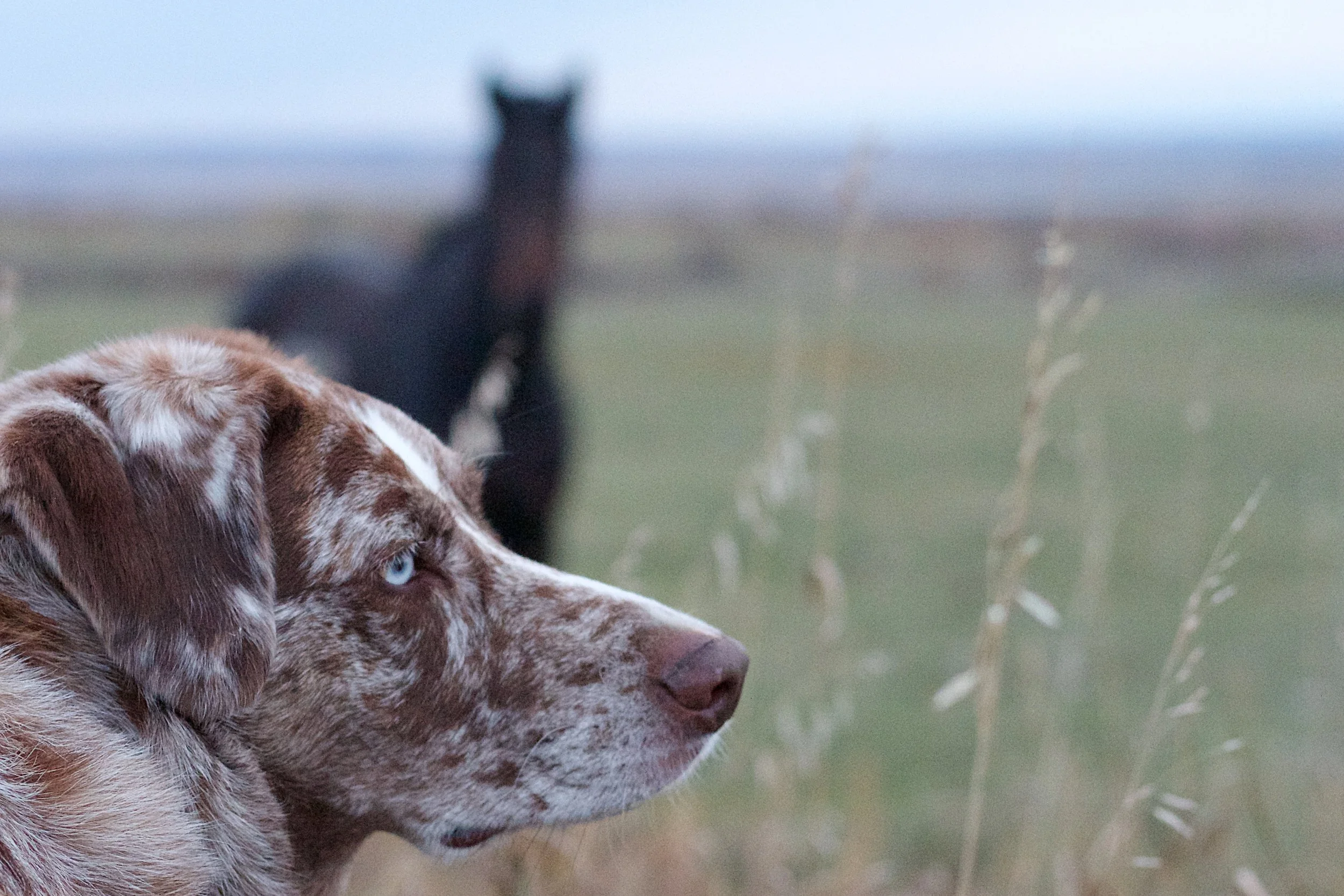 Dog in foreground. Horse in background. Credit: Alan Levine
