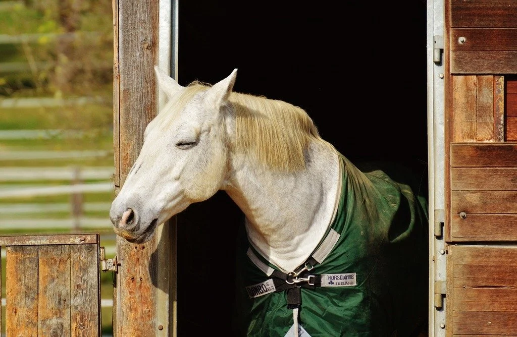 When blanketing is done right for an individual horse, the result is easy to see.