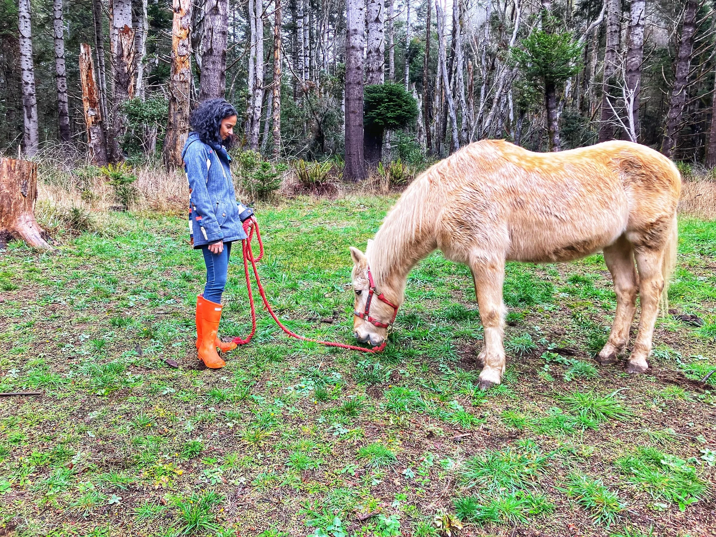 Equine behavioral consulting. In-person and online appointments. Applied Ethology. Mustangs.