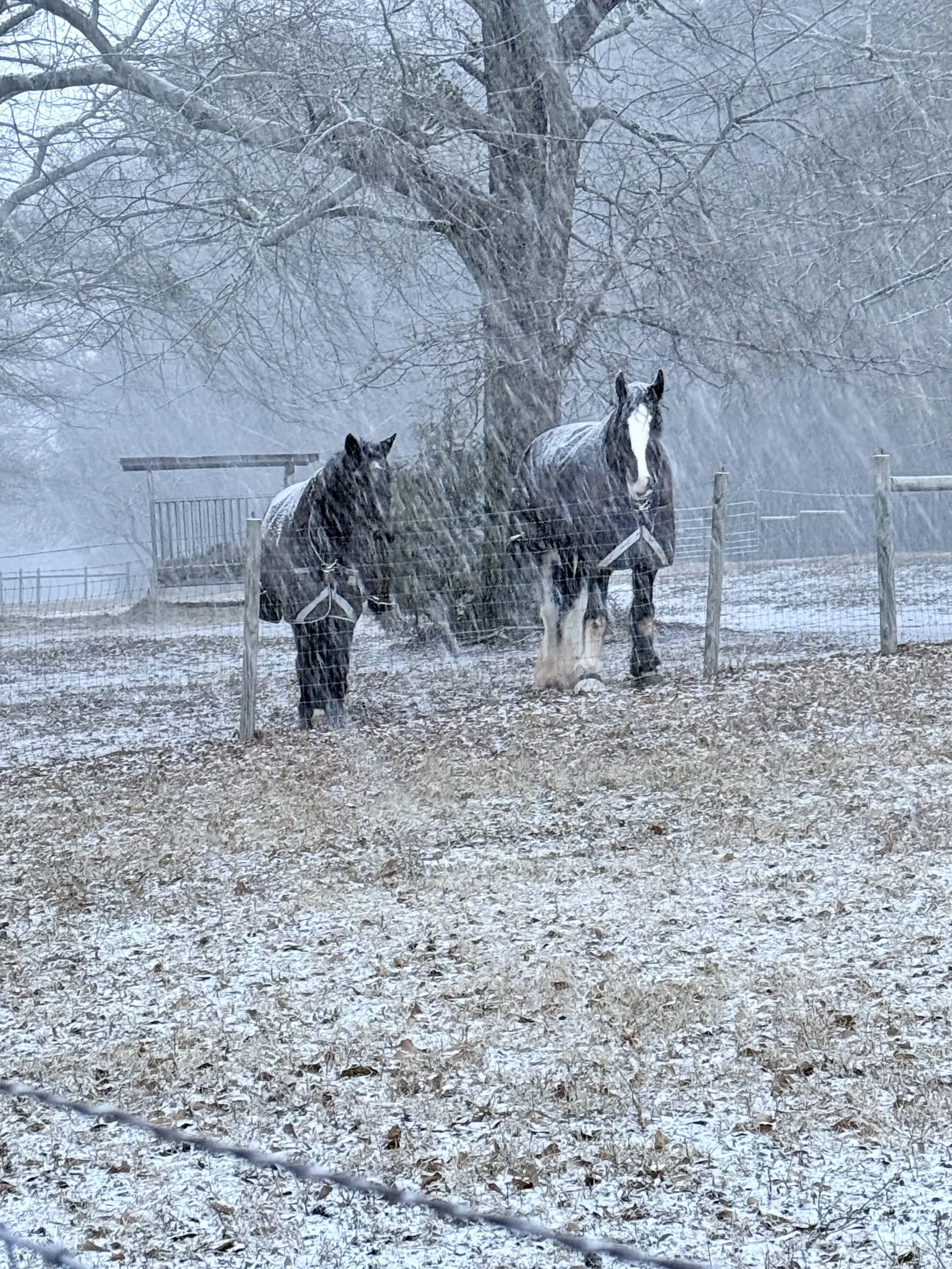 Two draft crosses blanketed in a rare southern snowstorm. Bodies built for cold still feel wet and cold differently.