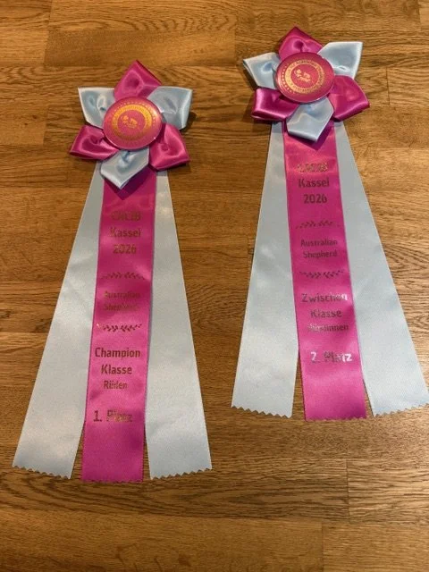 Internationale Rassehundeausstellung - CACIB Kassel (10.01.2026)