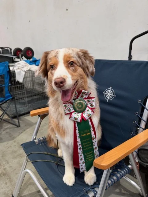 International Dogshow in Karlsruhe (30.11.2025)