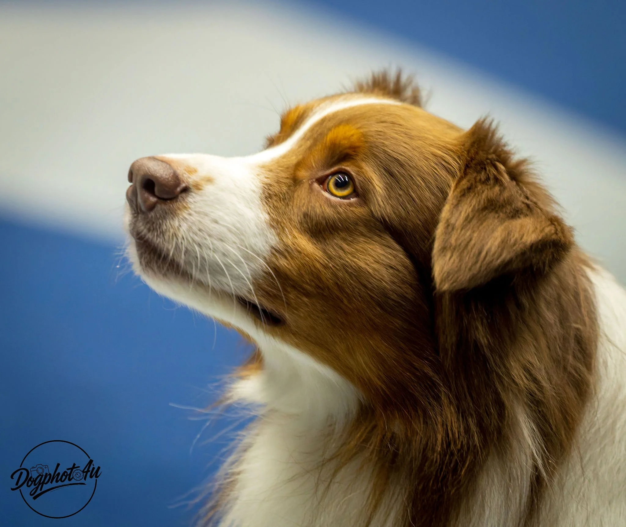 Martinidogshow 2026-Groningen-Niederlande (01.03.2026)